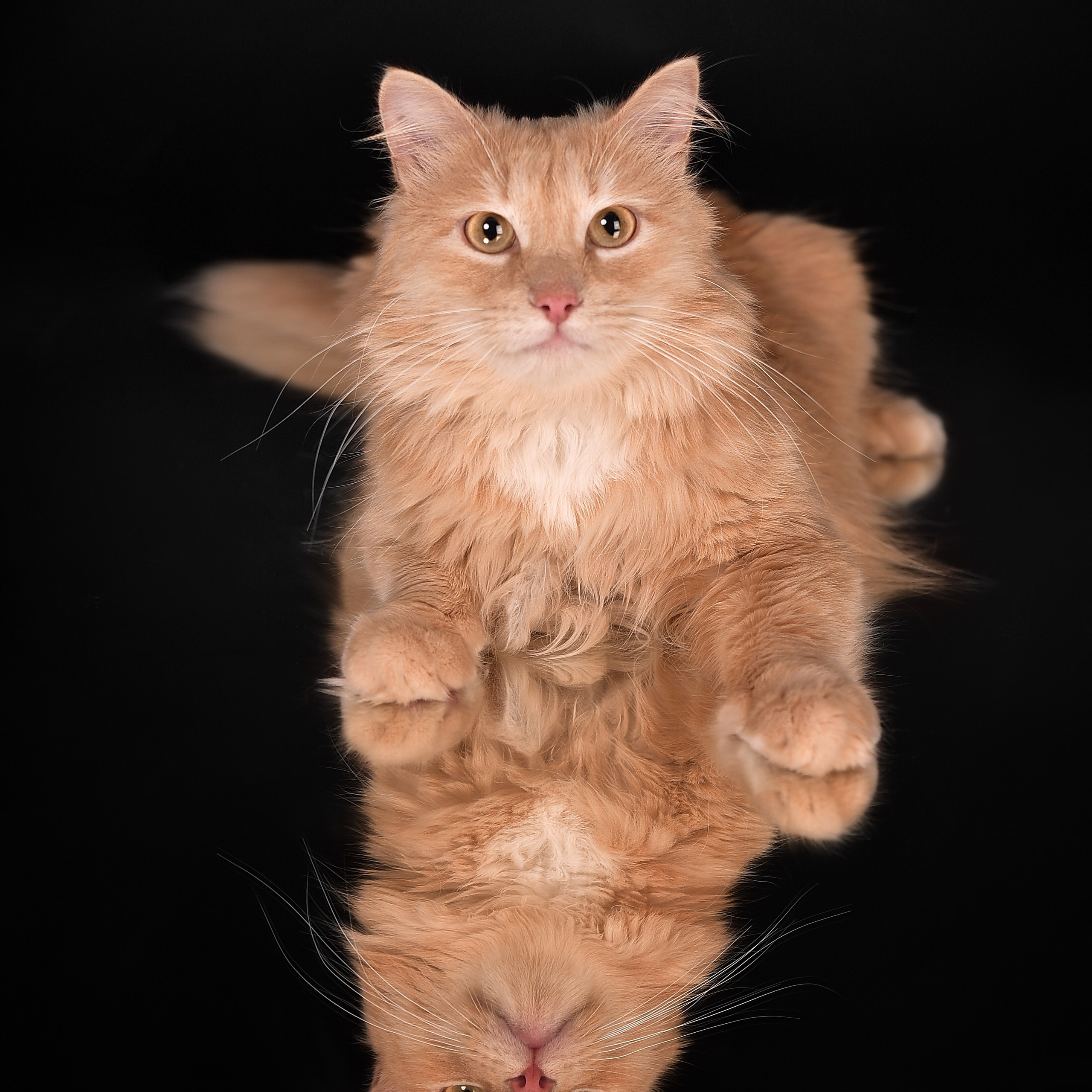 Фотосессия животных. Татьяна Кам Арт - фотограф Ангарска