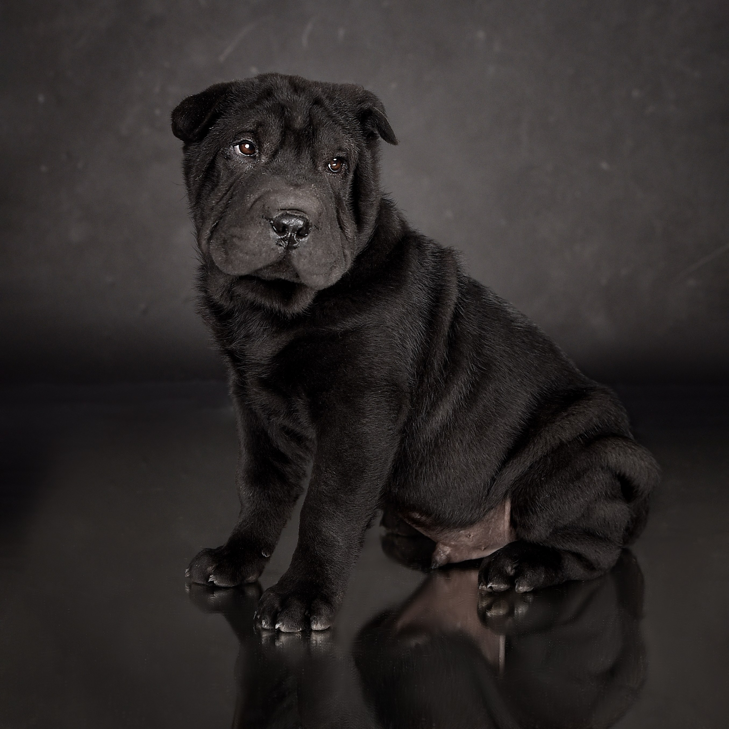 Фотосессия животных. Татьяна Кам Арт - фотограф Ангарска