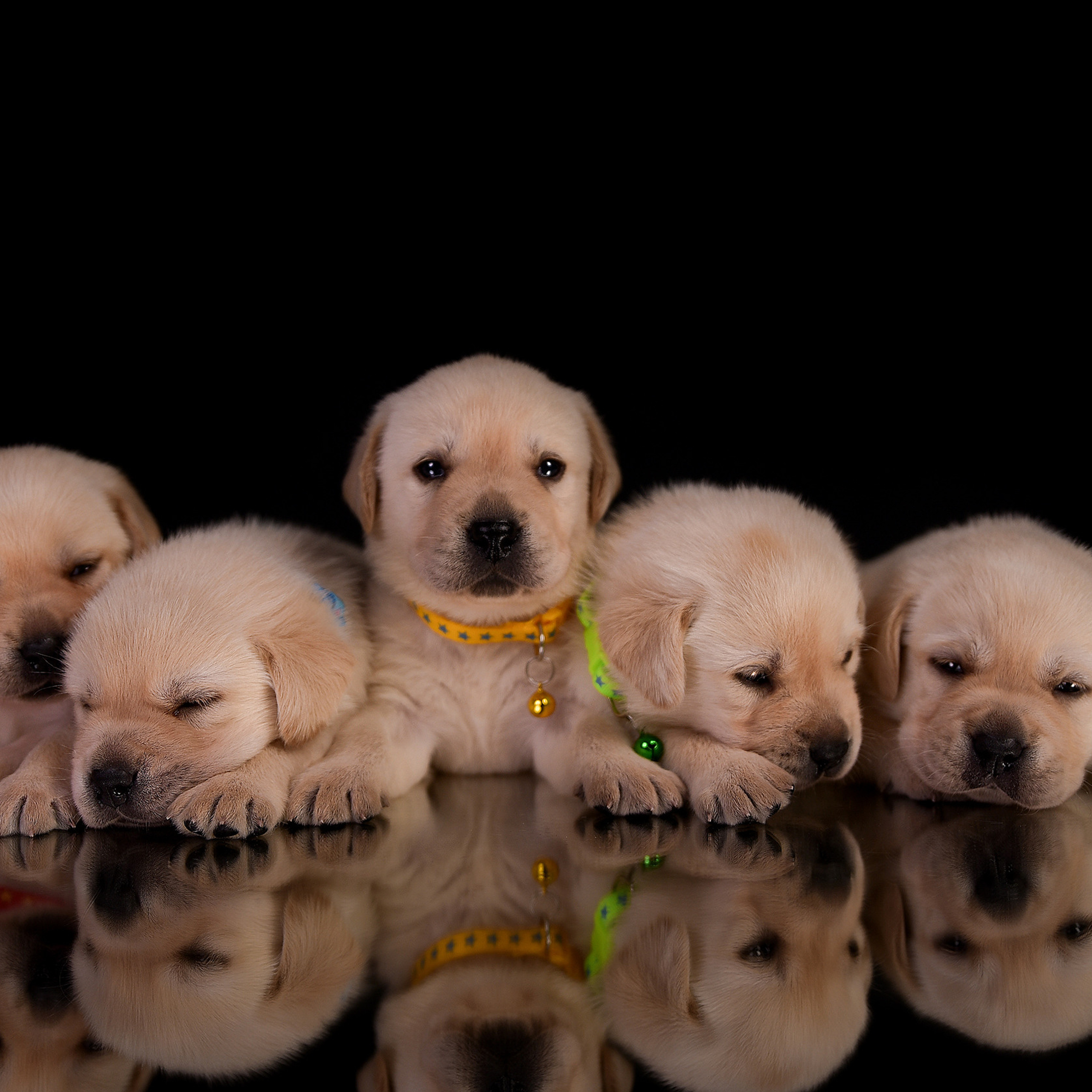 Фотосессия животных. Татьяна Кам Арт - фотограф Ангарска