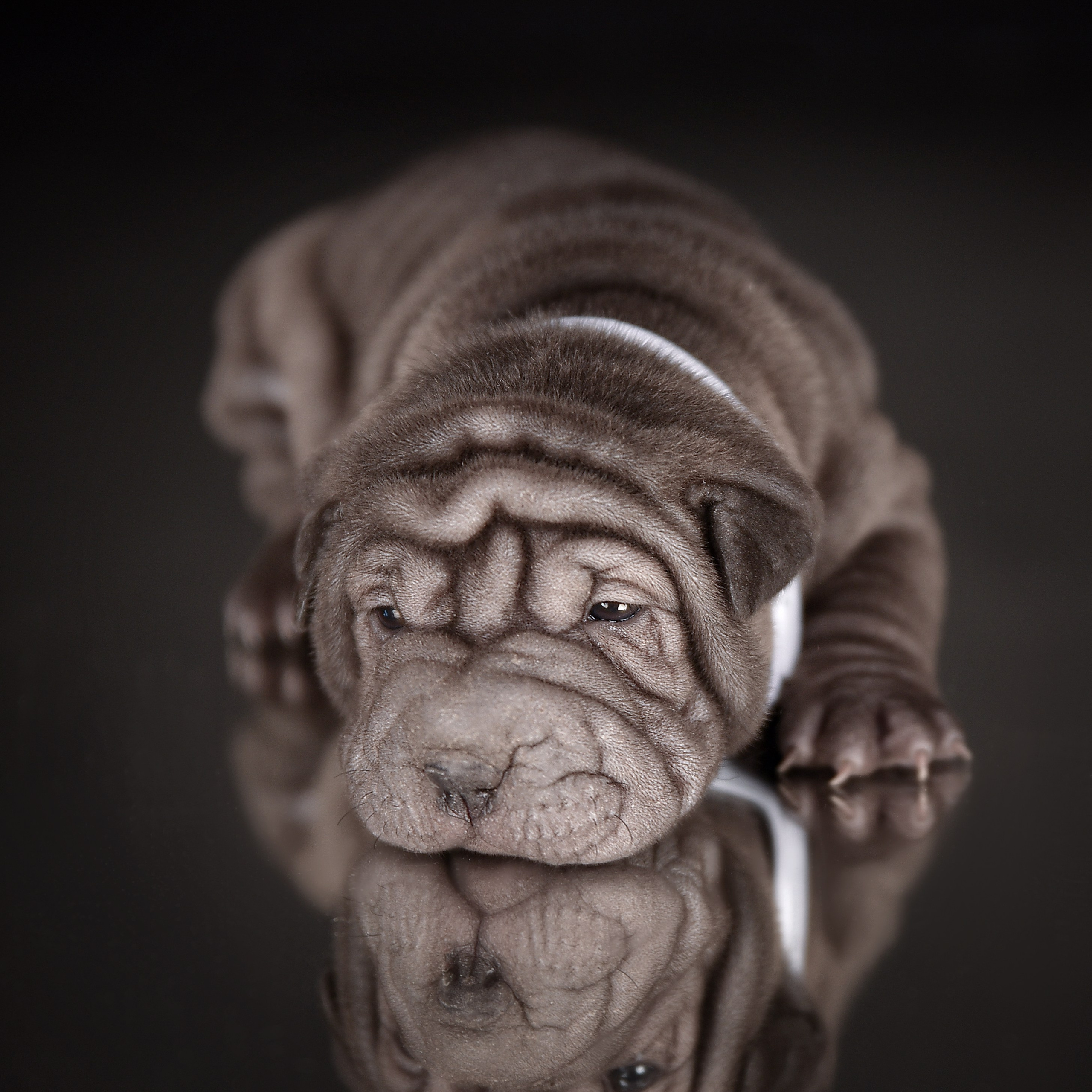 Фотосессия животных. Татьяна Кам Арт - фотограф Ангарска