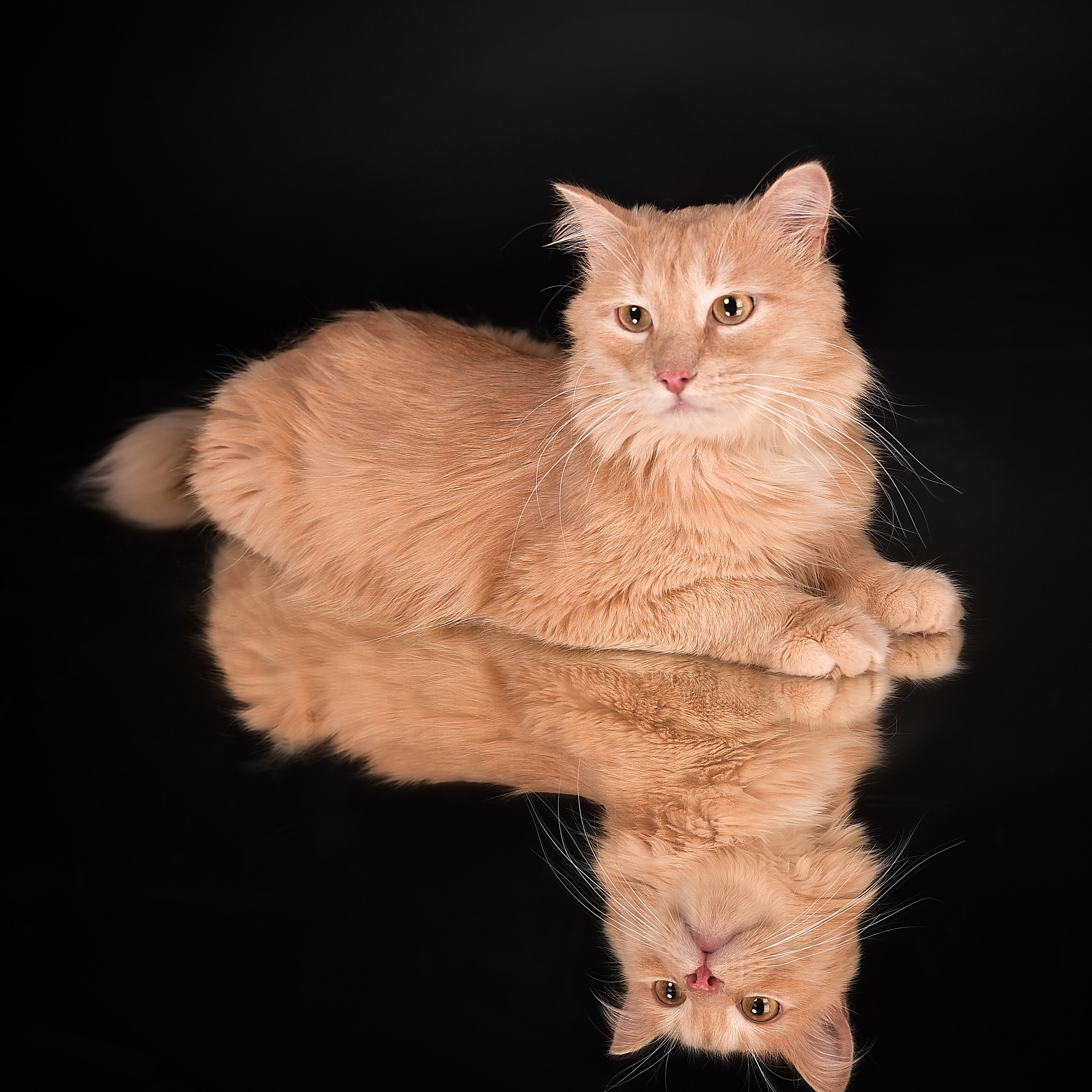 Фотосессия животных. Татьяна Кам Арт - фотограф Ангарска