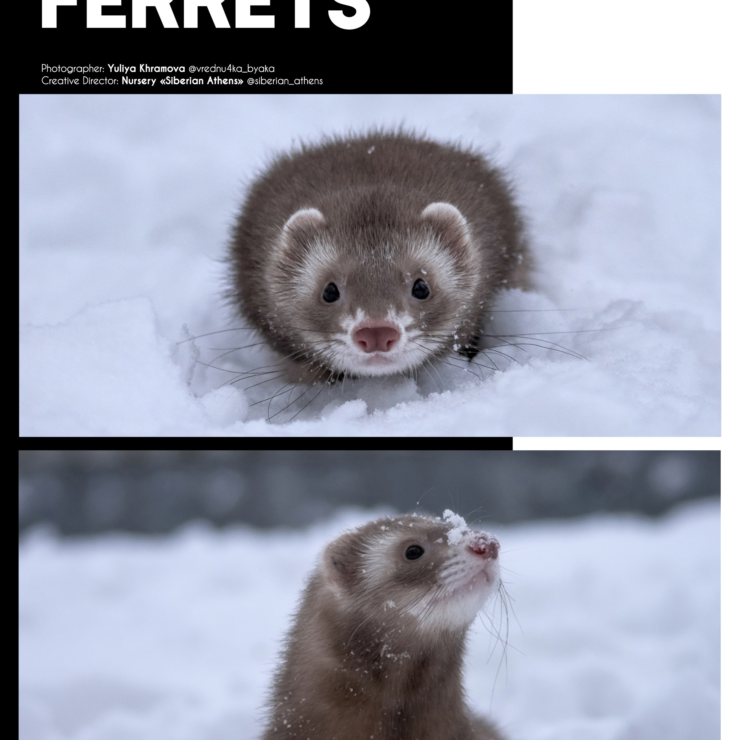 Встреча с хорьками