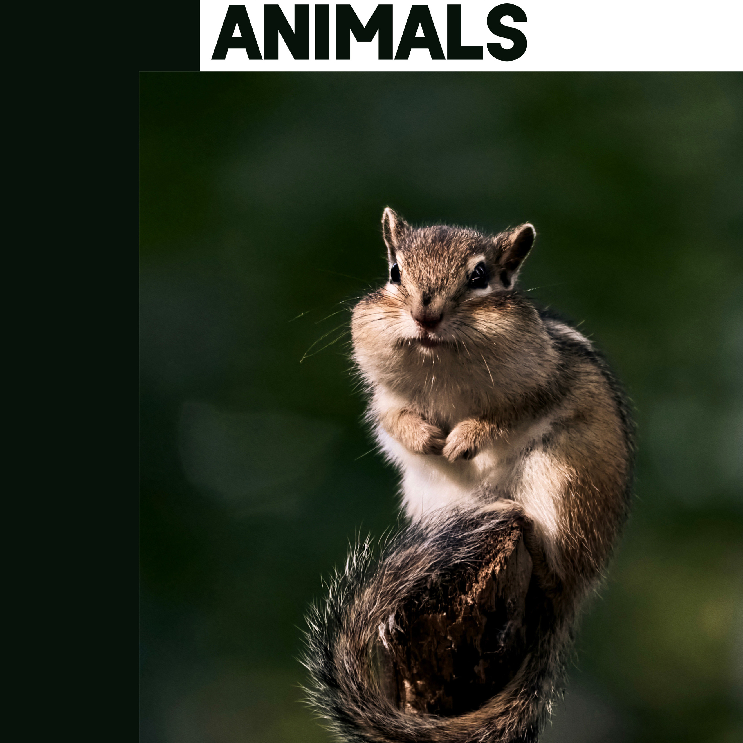 Животные Сибири