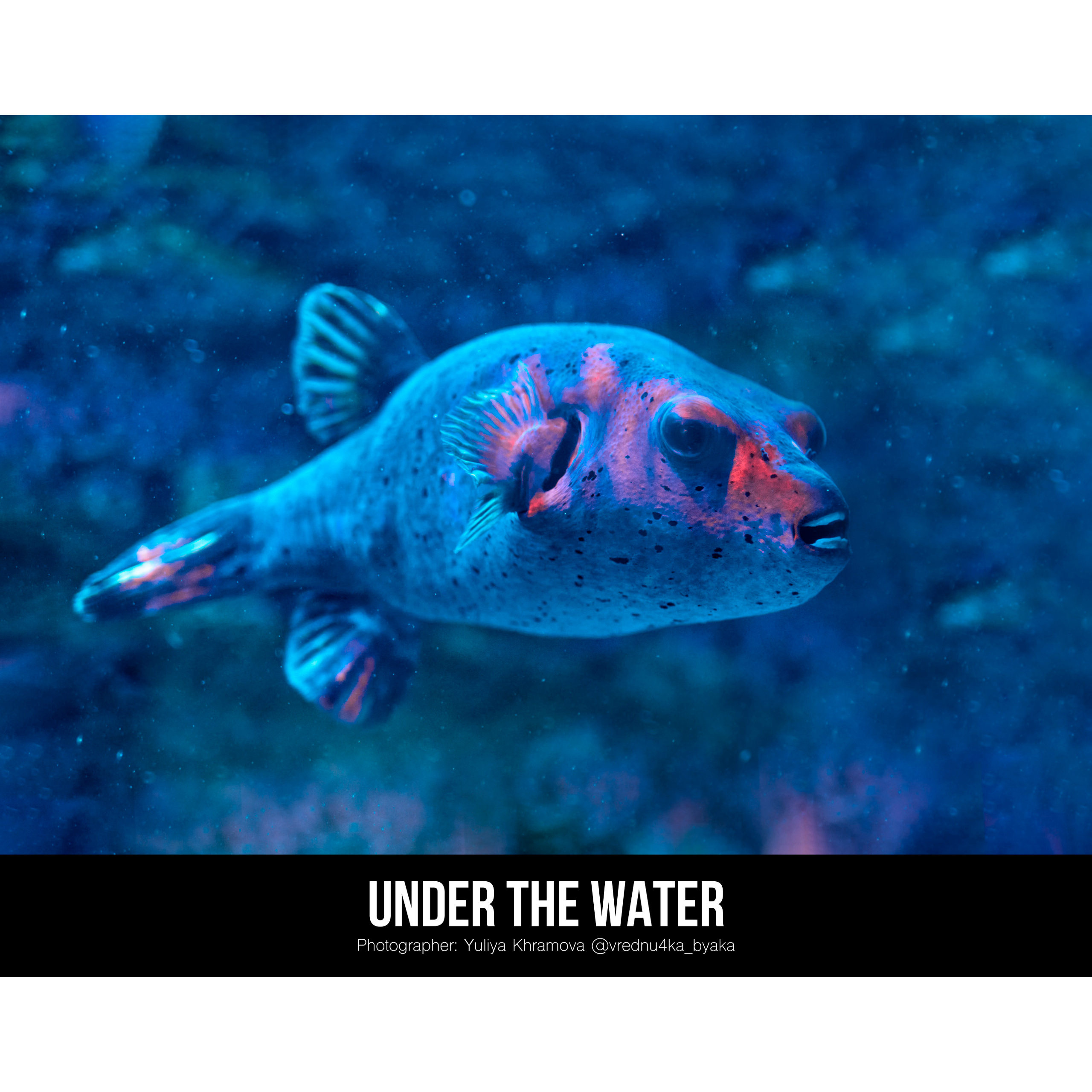 Подводный мир