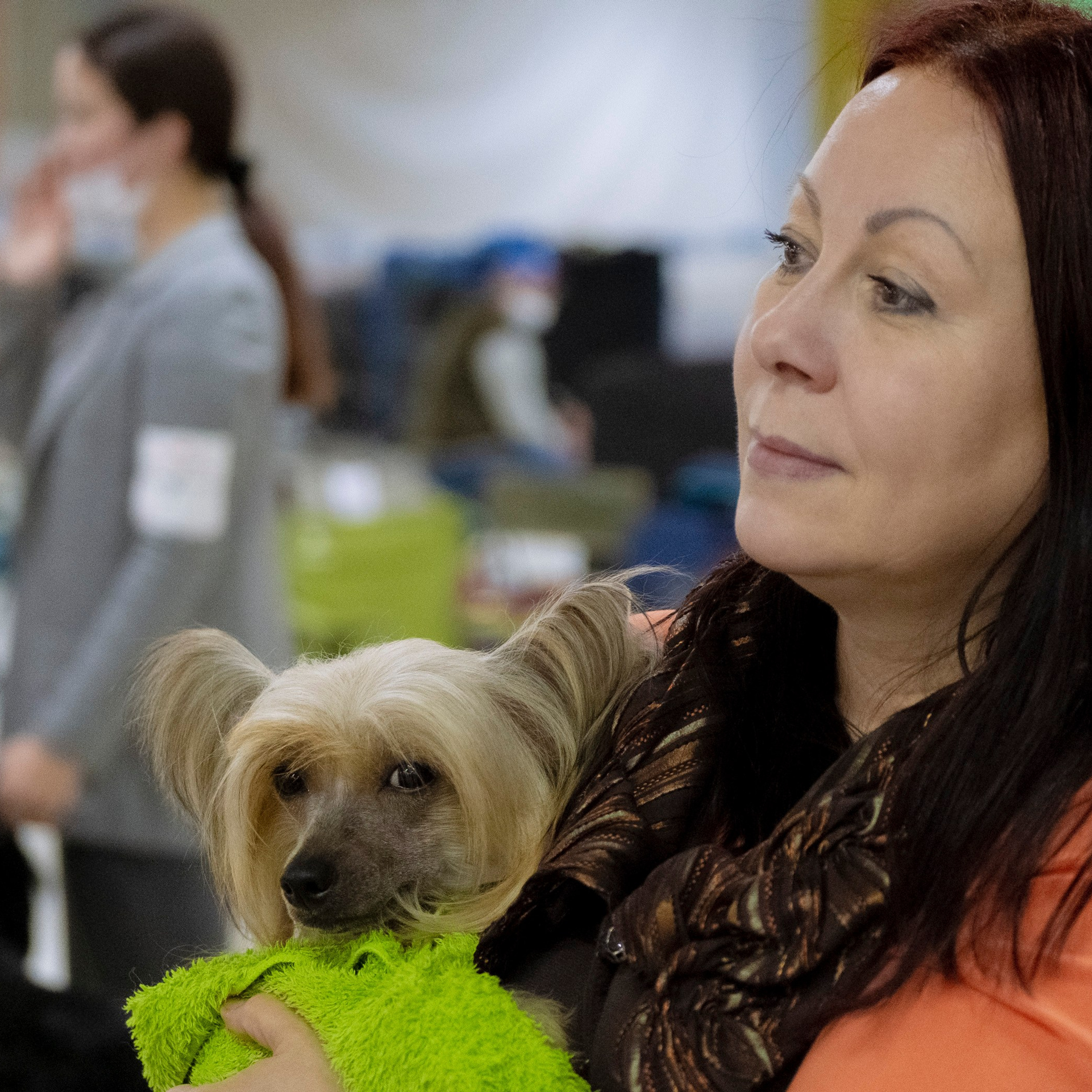 Poale Ell Cooper — Junior Champion of Russia. Chinese Crested Dog Kennel Poale Ell