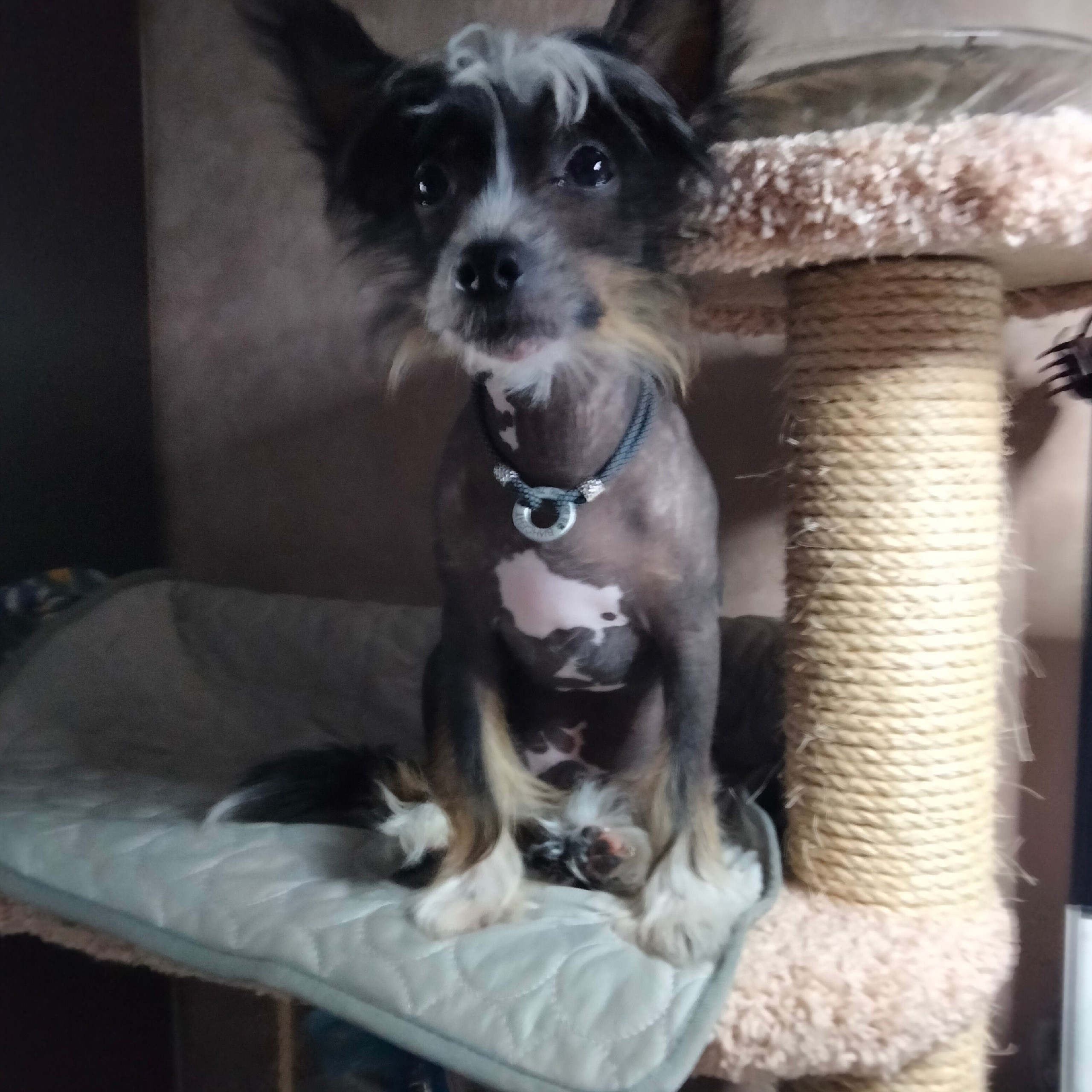 Reviews of Poale Ell Nursery. Chinese Crested Dog Kennel Poale Ell