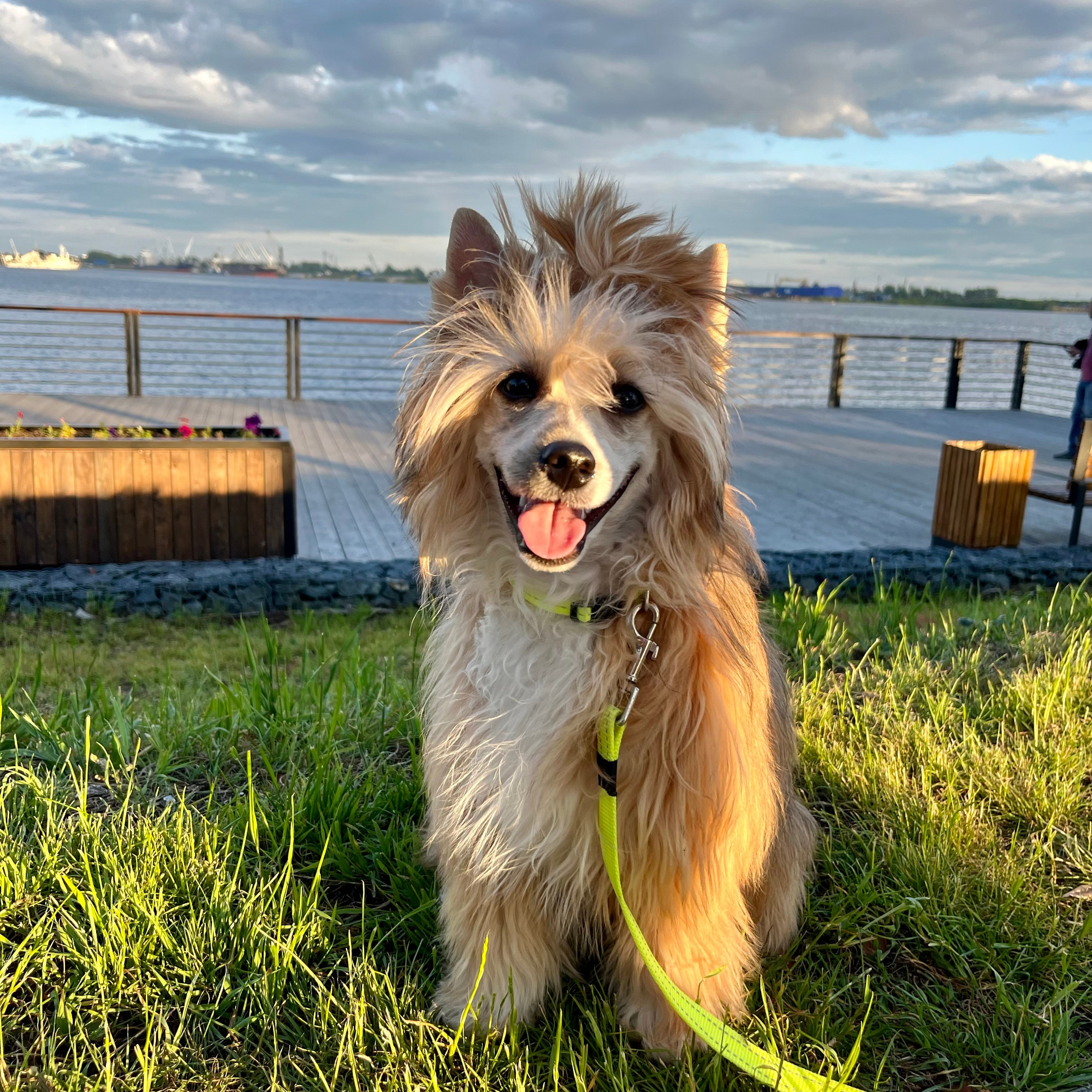 Reviews of Poale Ell Nursery. Chinese Crested Dog Kennel Poale Ell