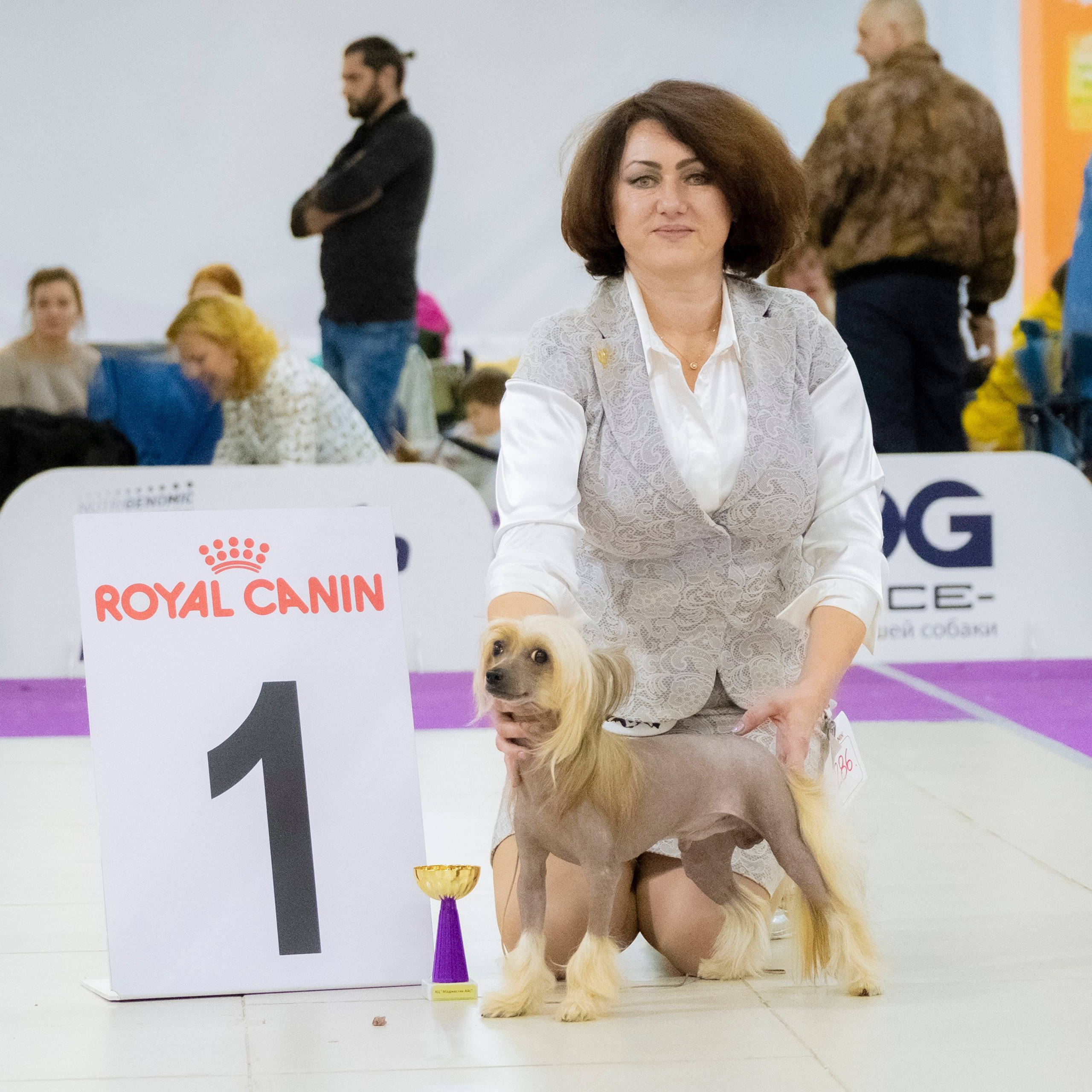 Poale Ell Cooper — Junior Champion of Russia. Chinese Crested Dog Kennel Poale Ell