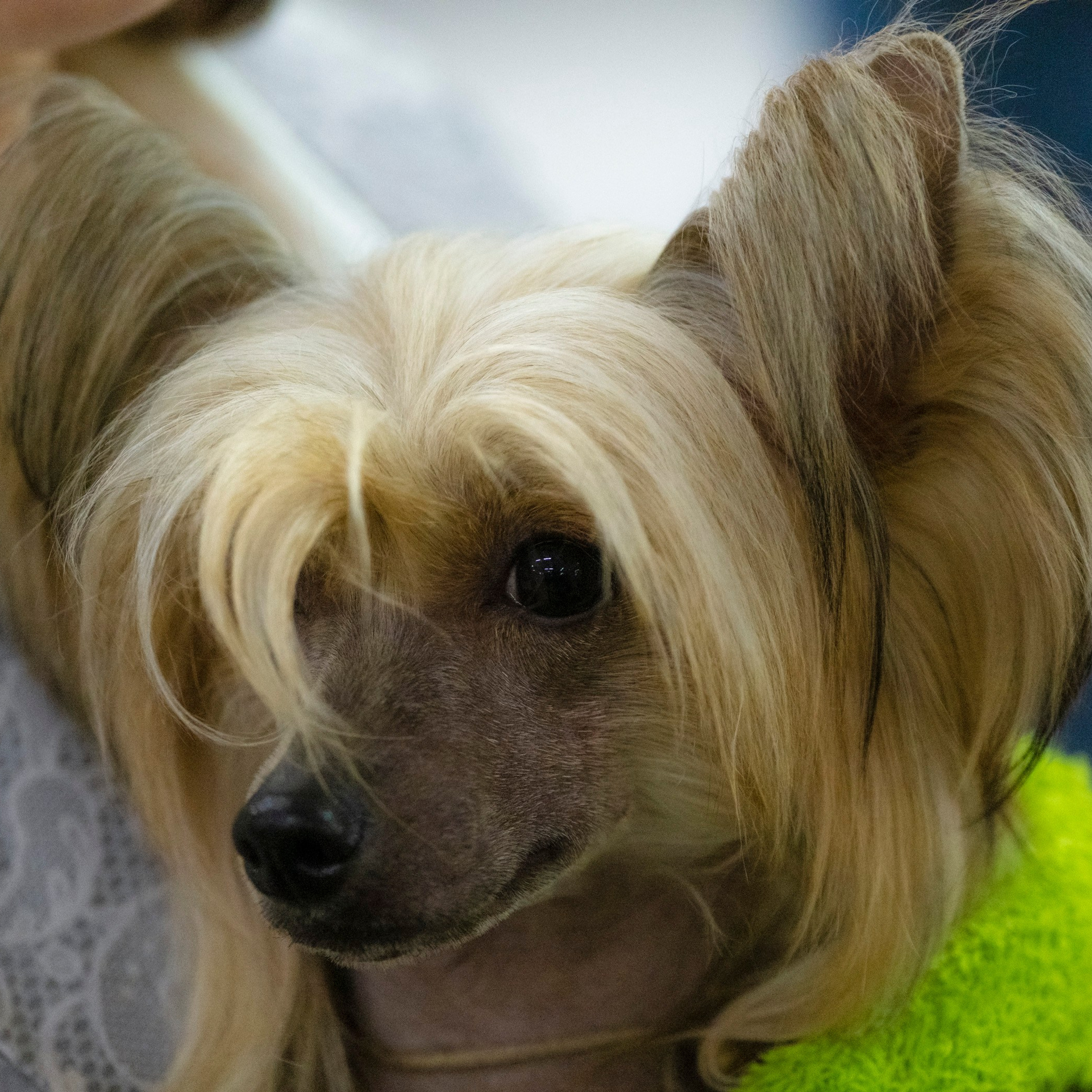 Poale Ell Cooper — Junior Champion of Russia. Chinese Crested Dog Kennel Poale Ell