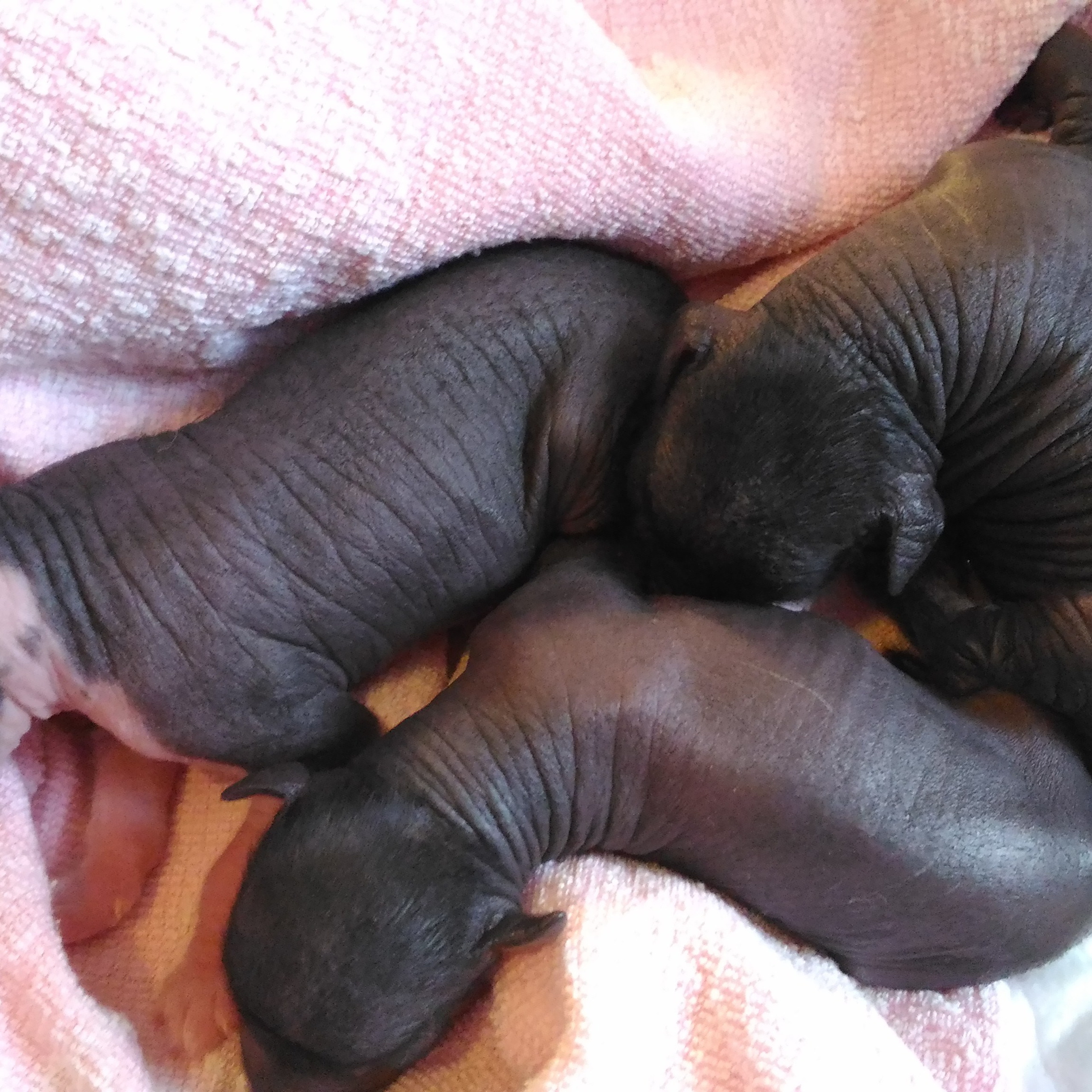 Заявка на бронирование щенка. Chinese Crested Dog Kennel Poale Ell