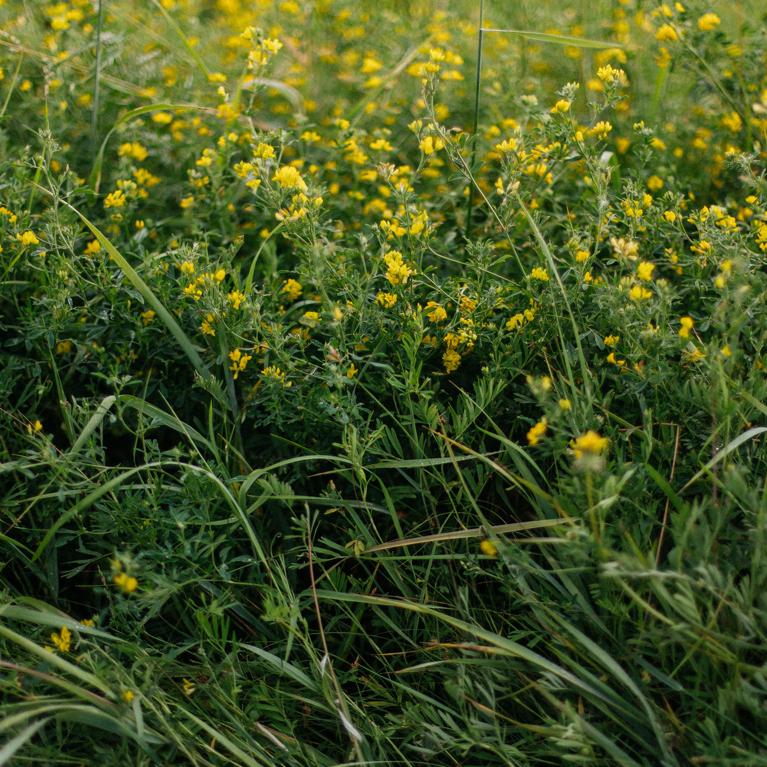 Отзывы. Свадебный и семейный фотограф в Якутске — Дьулусхан Прокопьев