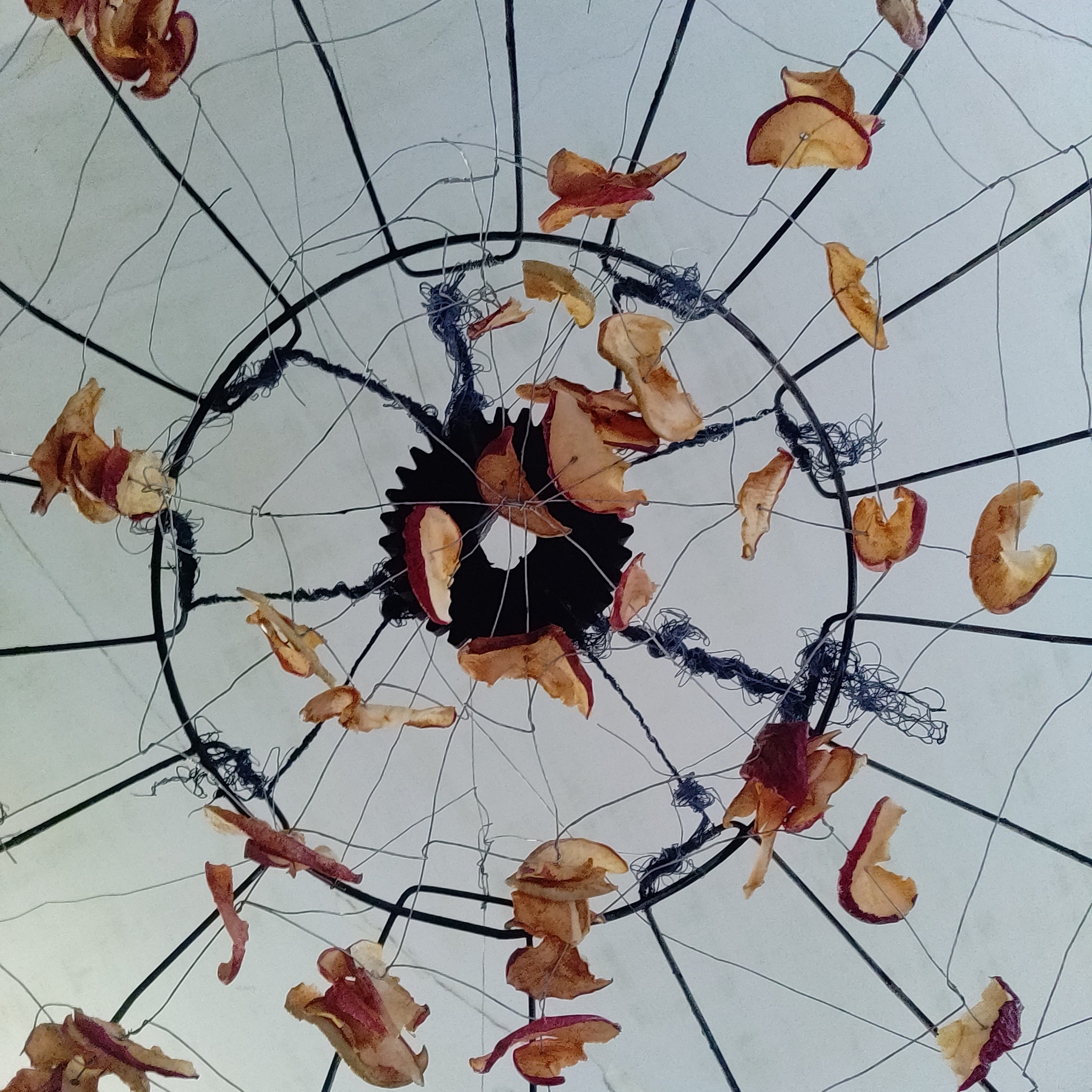 Паутина, паук и упоминание о яблоневом саде