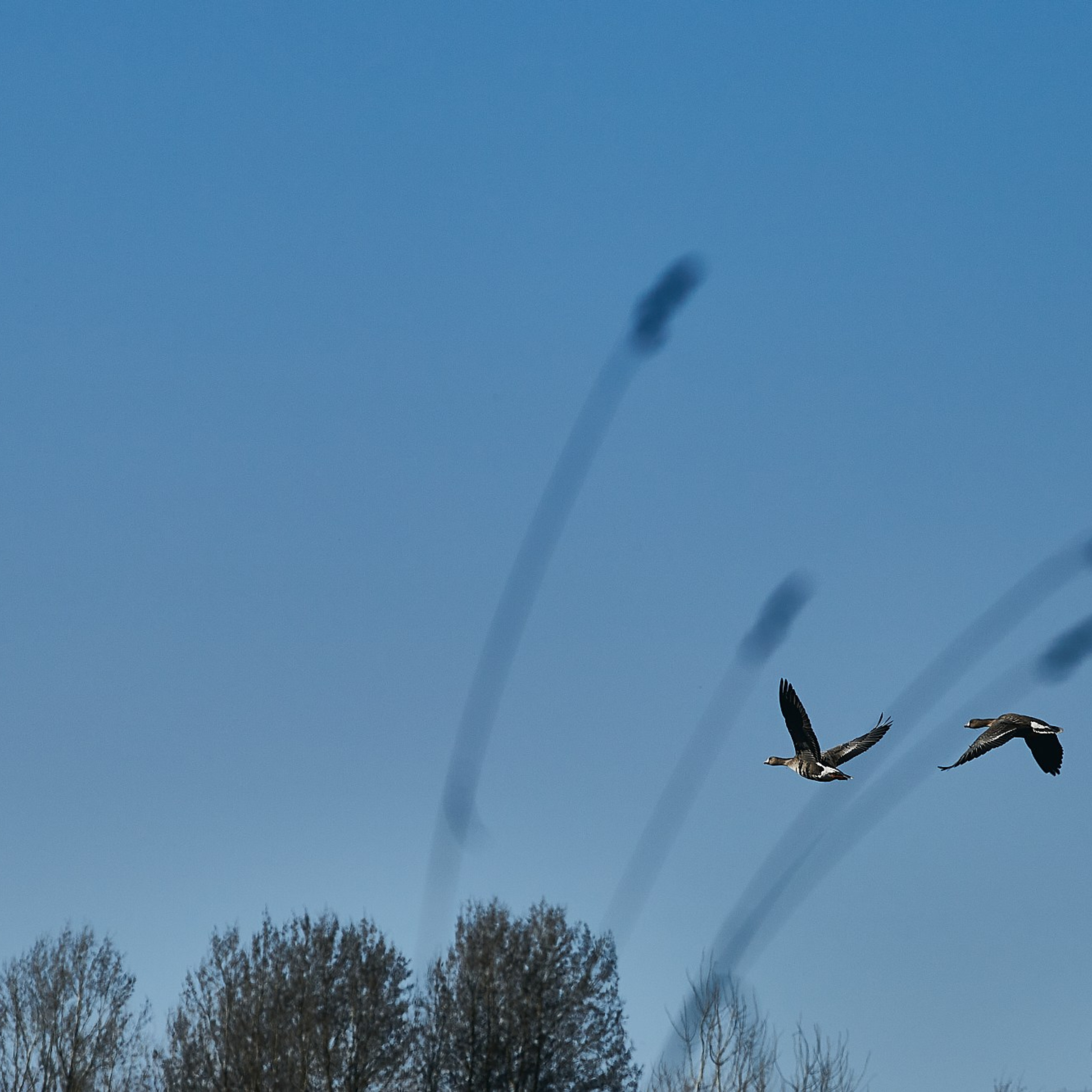 Олония — гусиная столица. Юлия Иванова. Фотограф для лучших моментов