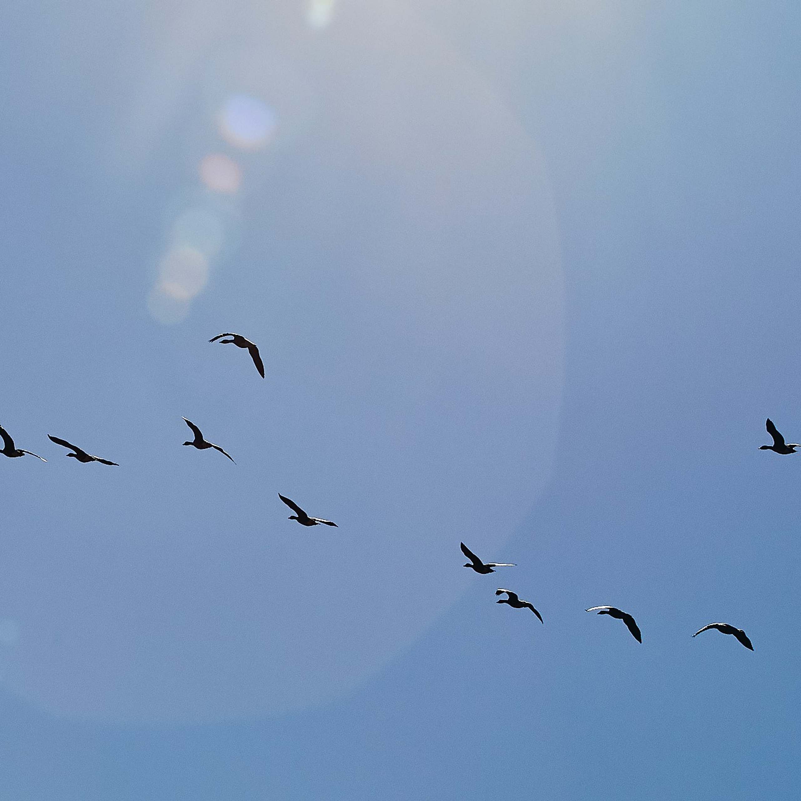 Олония — гусиная столица. Юлия Иванова. Фотограф для лучших моментов