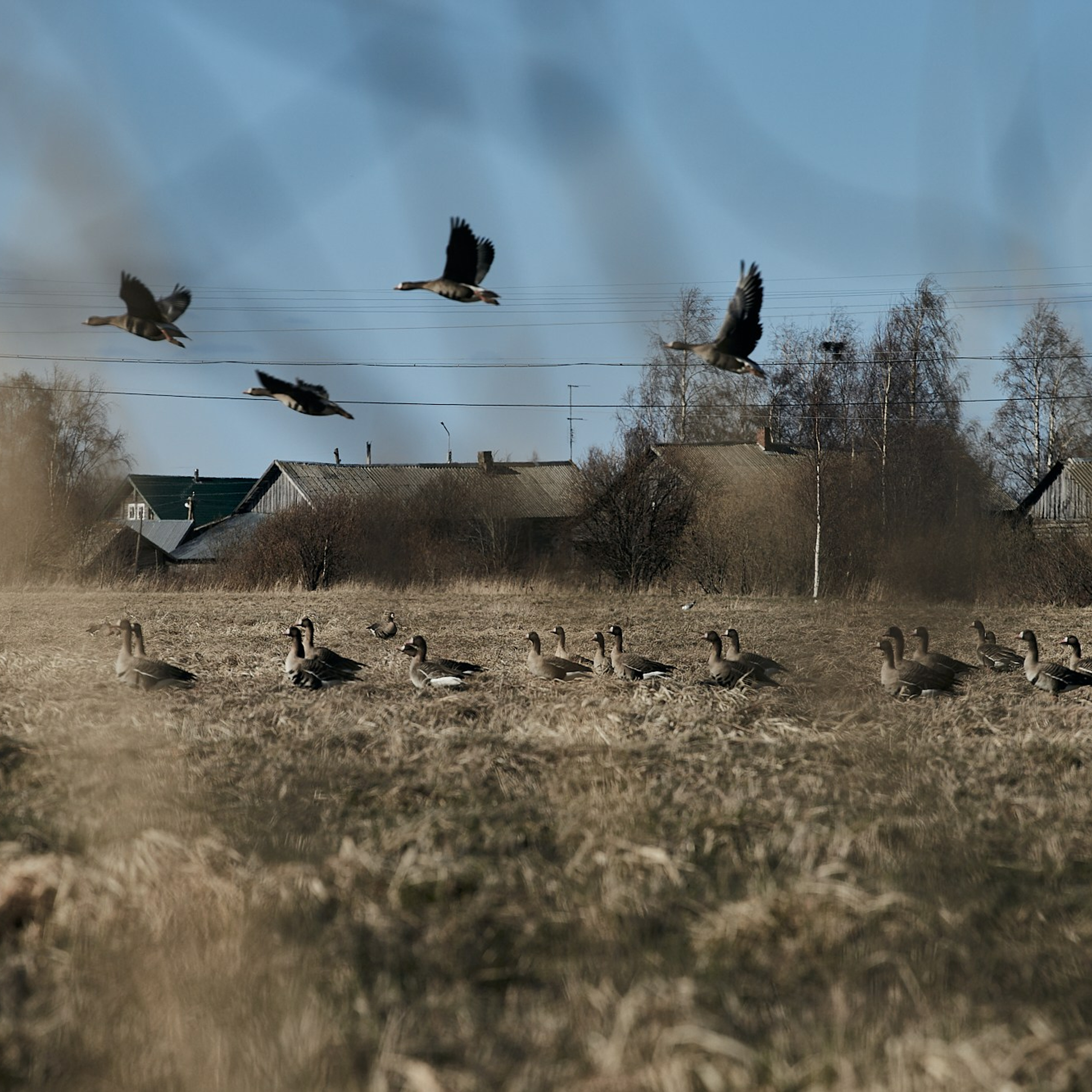Олония — гусиная столица. Юлия Иванова. Фотограф для лучших моментов