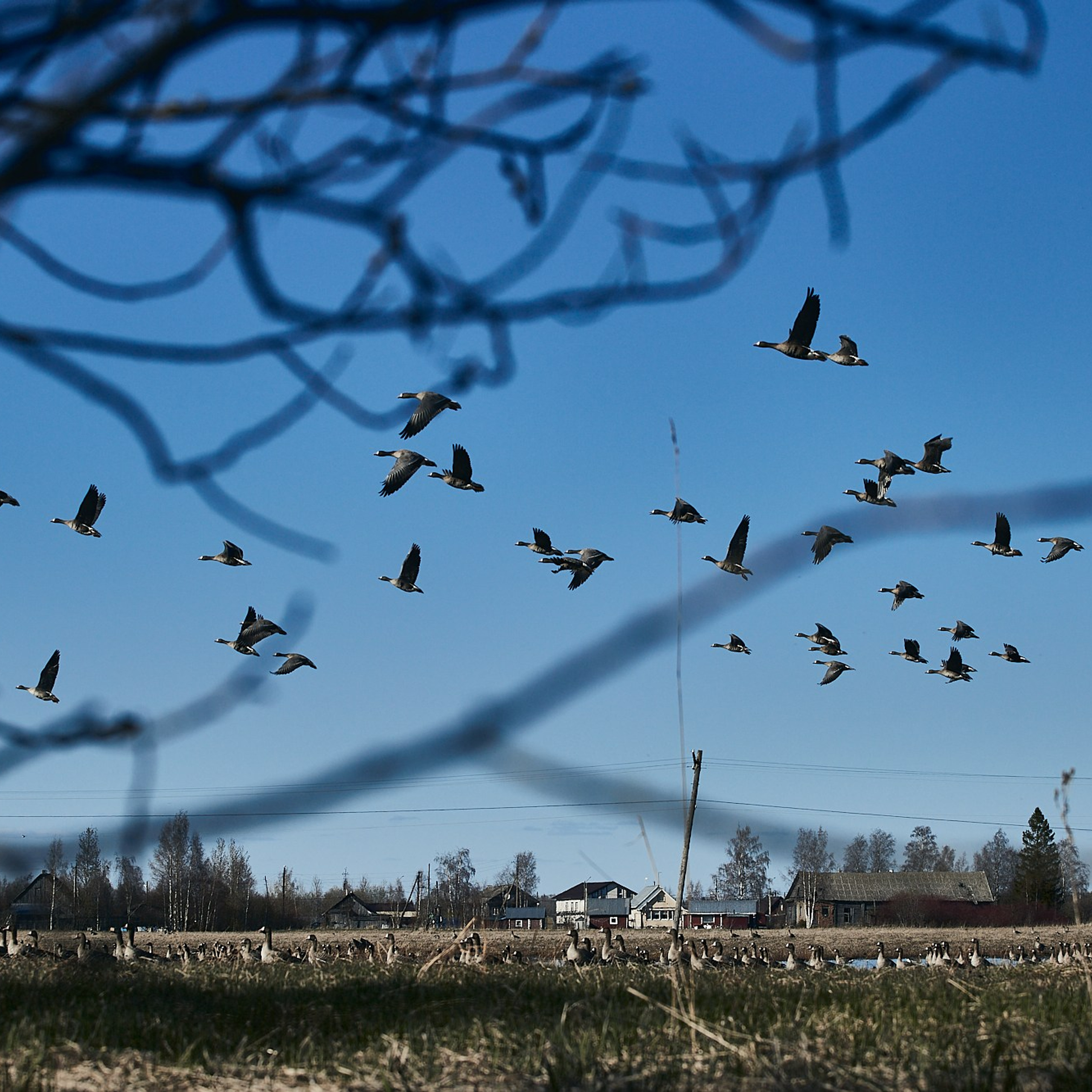 Олония — гусиная столица. Юлия Иванова. Фотограф для лучших моментов