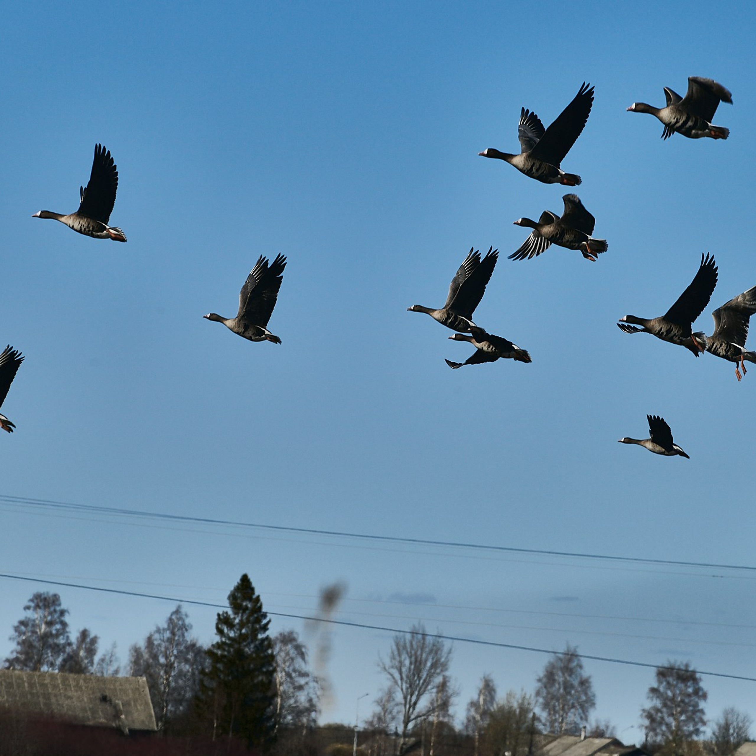 Олония — гусиная столица. Юлия Иванова. Фотограф для лучших моментов