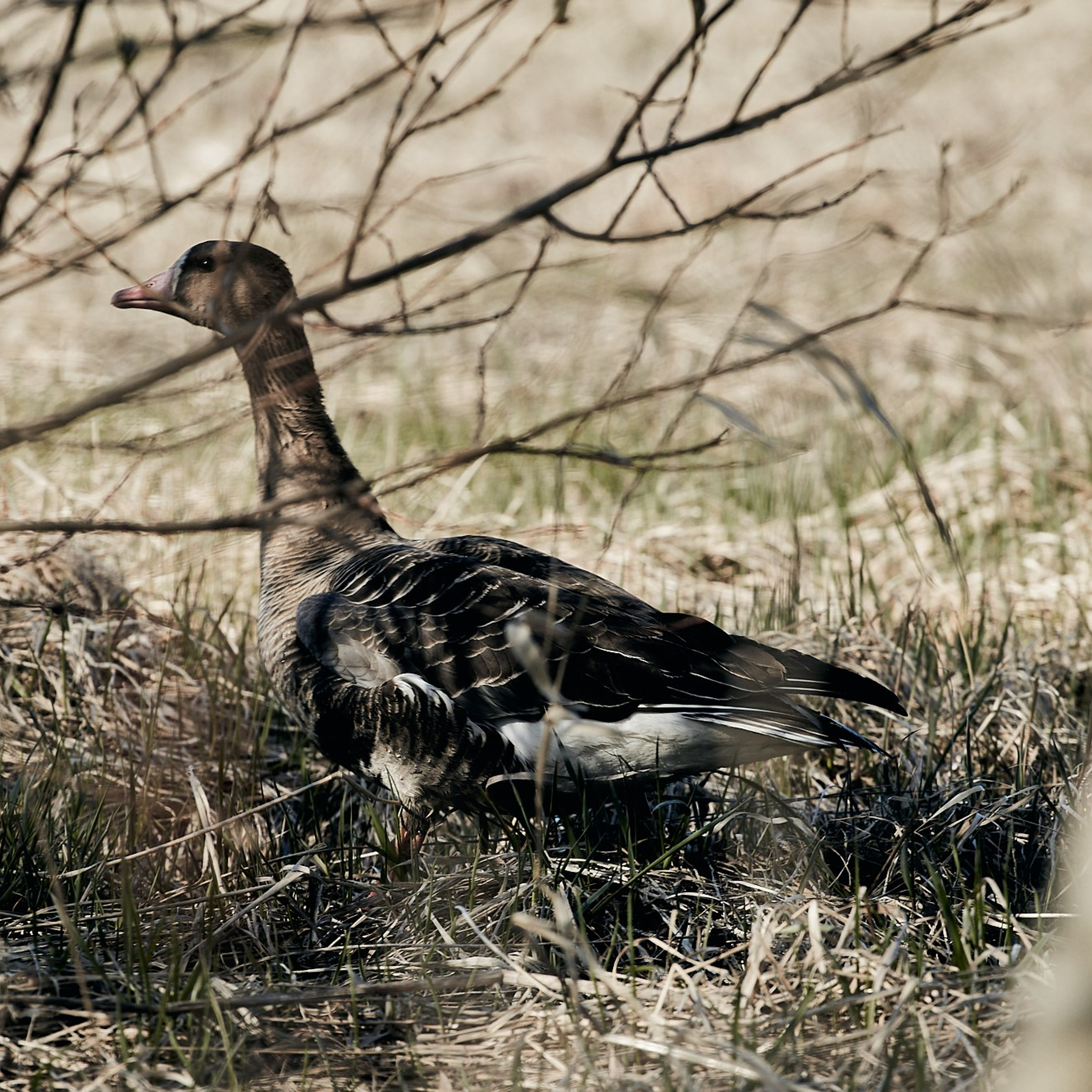 Олония — гусиная столица. Юлия Иванова. Фотограф для лучших моментов