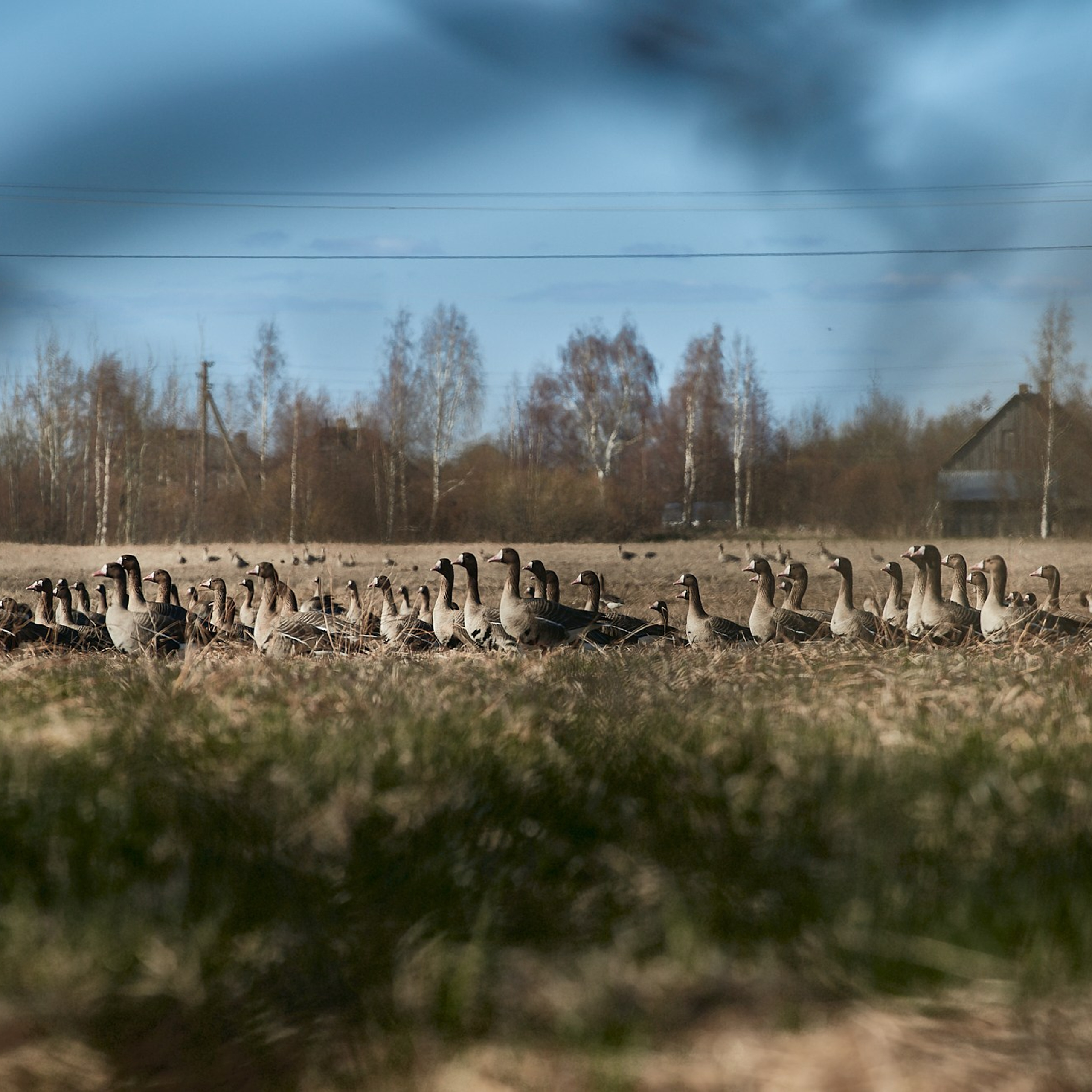 Олония — гусиная столица. Юлия Иванова. Фотограф для лучших моментов