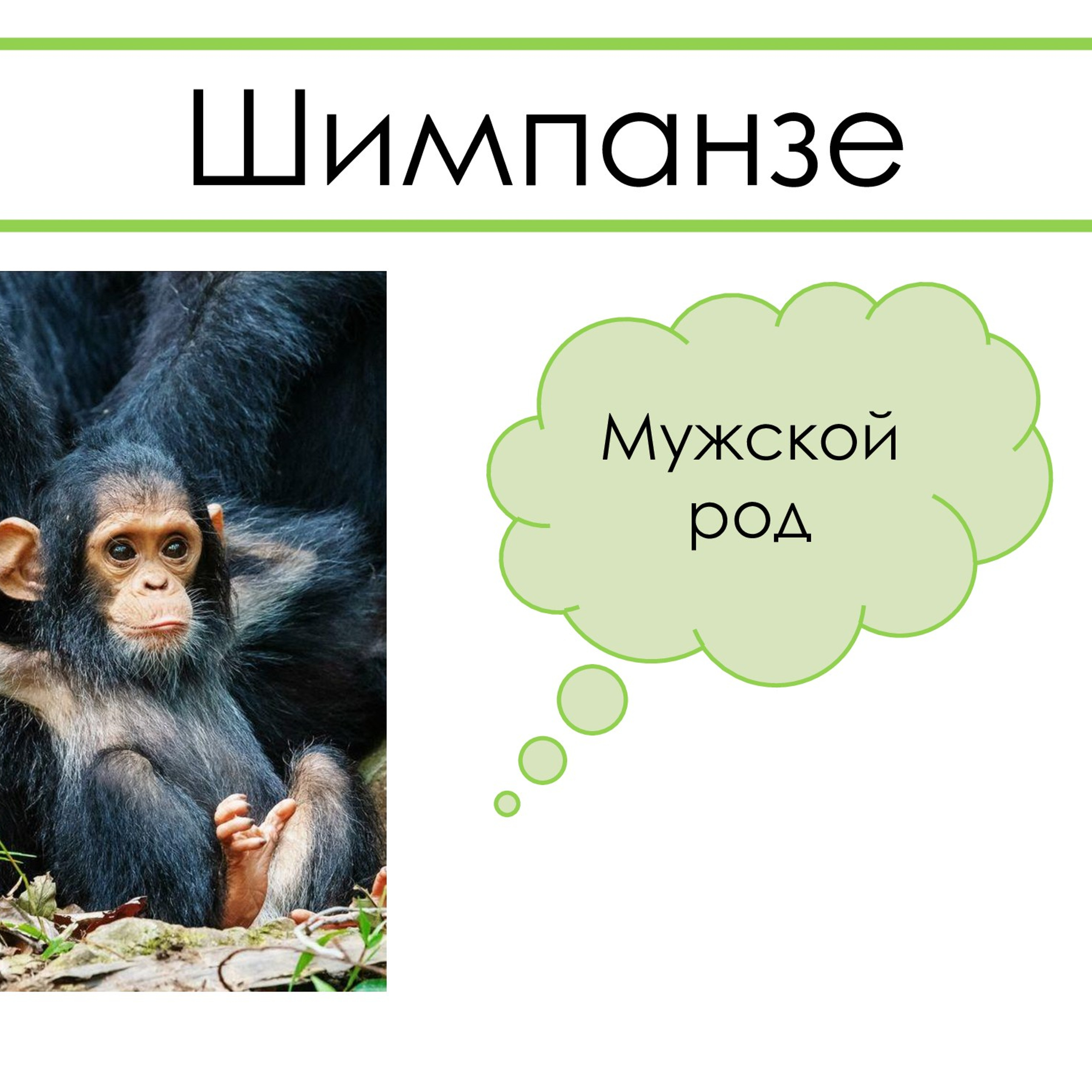 «Род несклоняемых имён существительных»