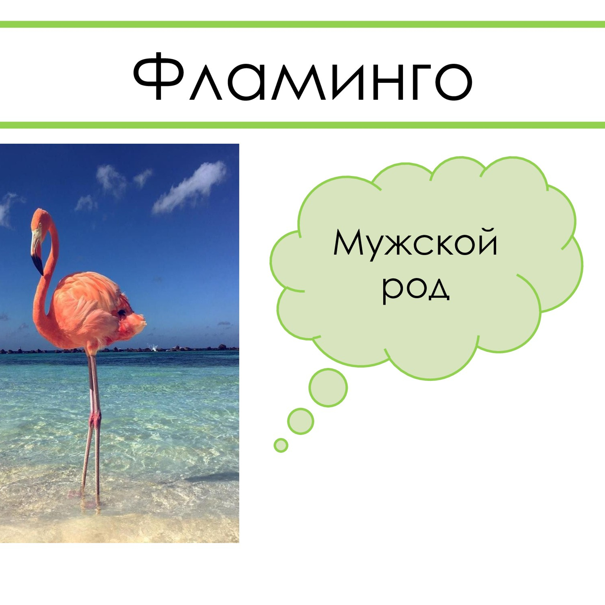 «Род несклоняемых имён существительных»