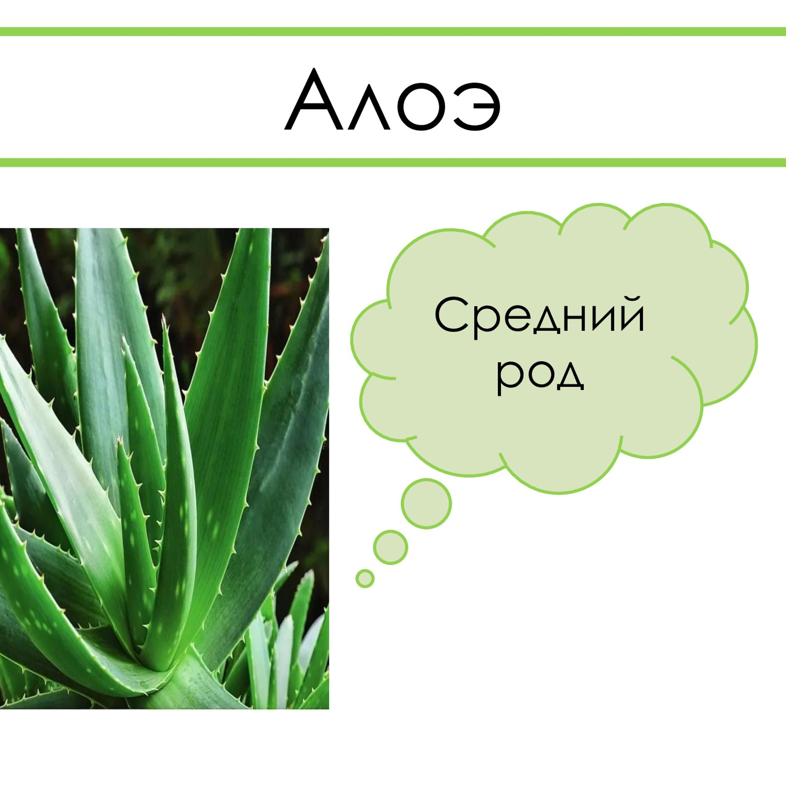 «Род несклоняемых имён существительных»