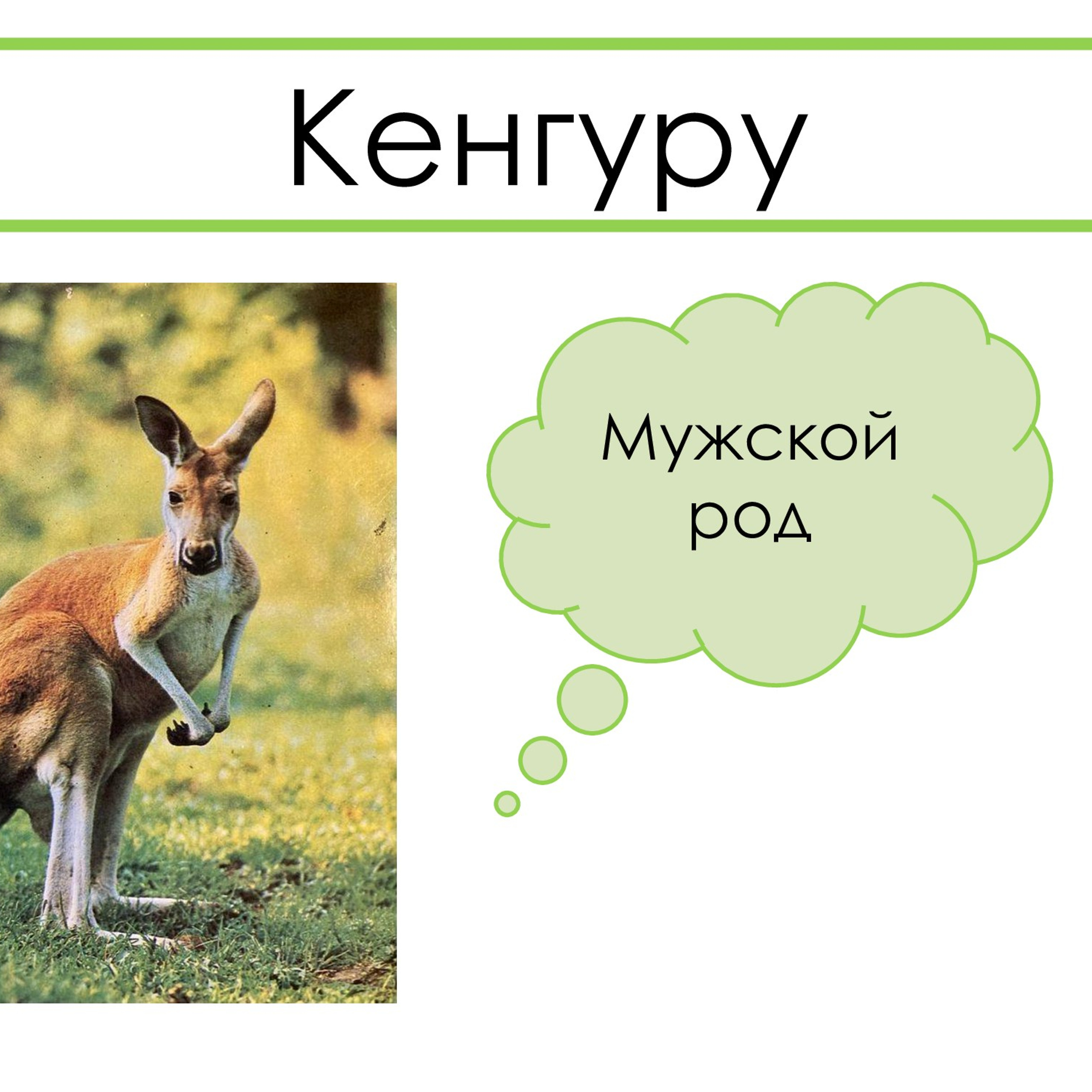 «Род несклоняемых имён существительных»