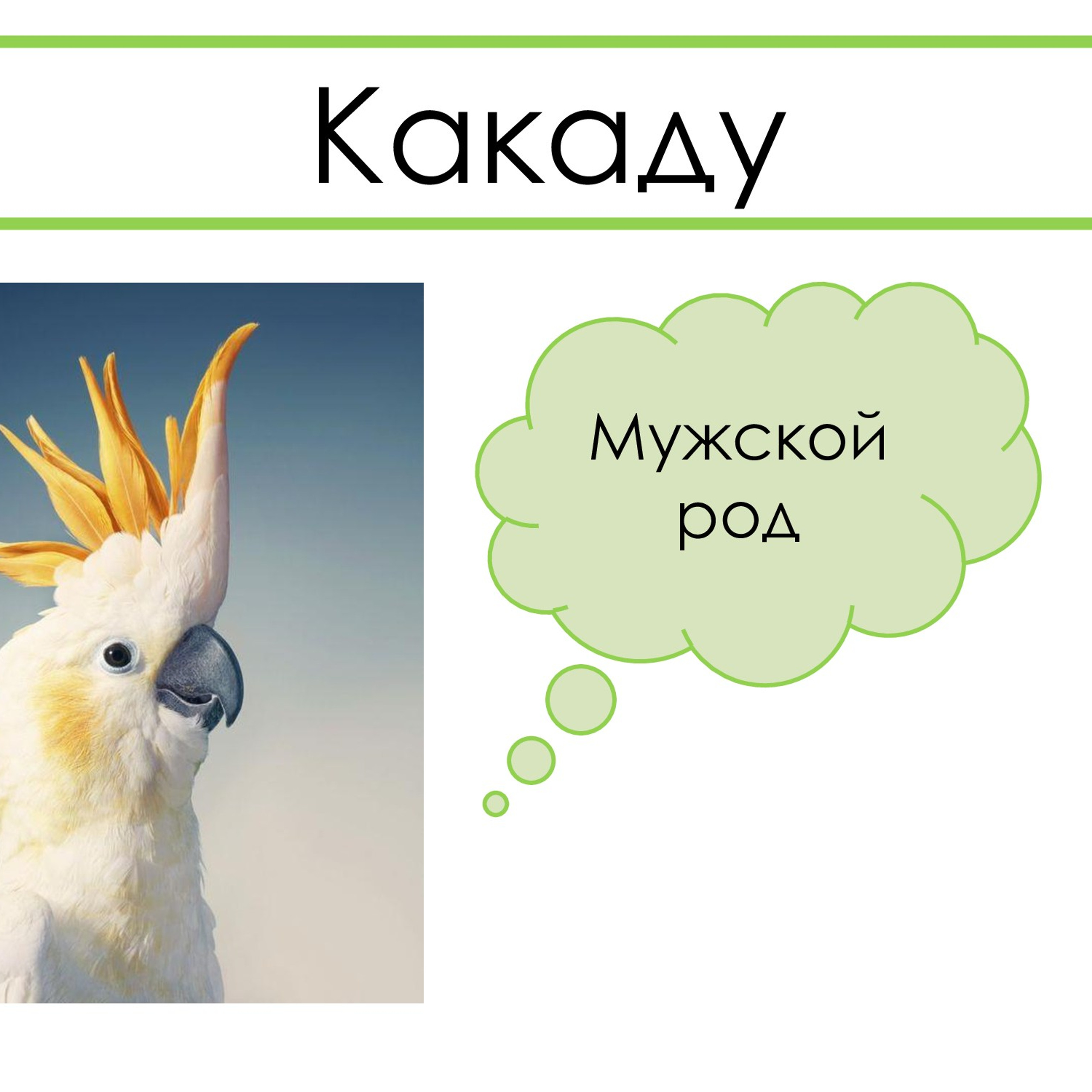 «Род несклоняемых имён существительных»