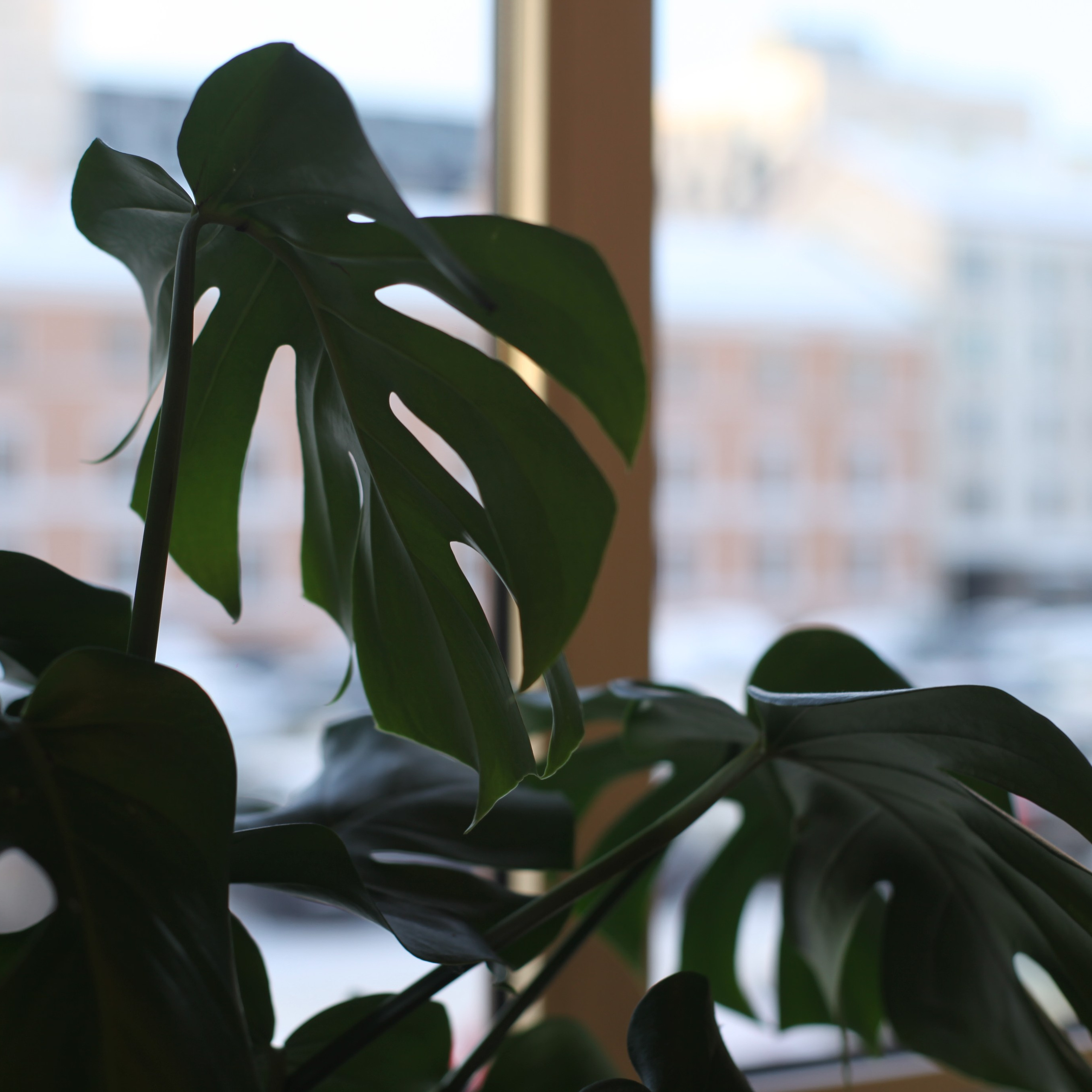 Петербург. Событийный фотограф в Пушкино Светлана Мусатова