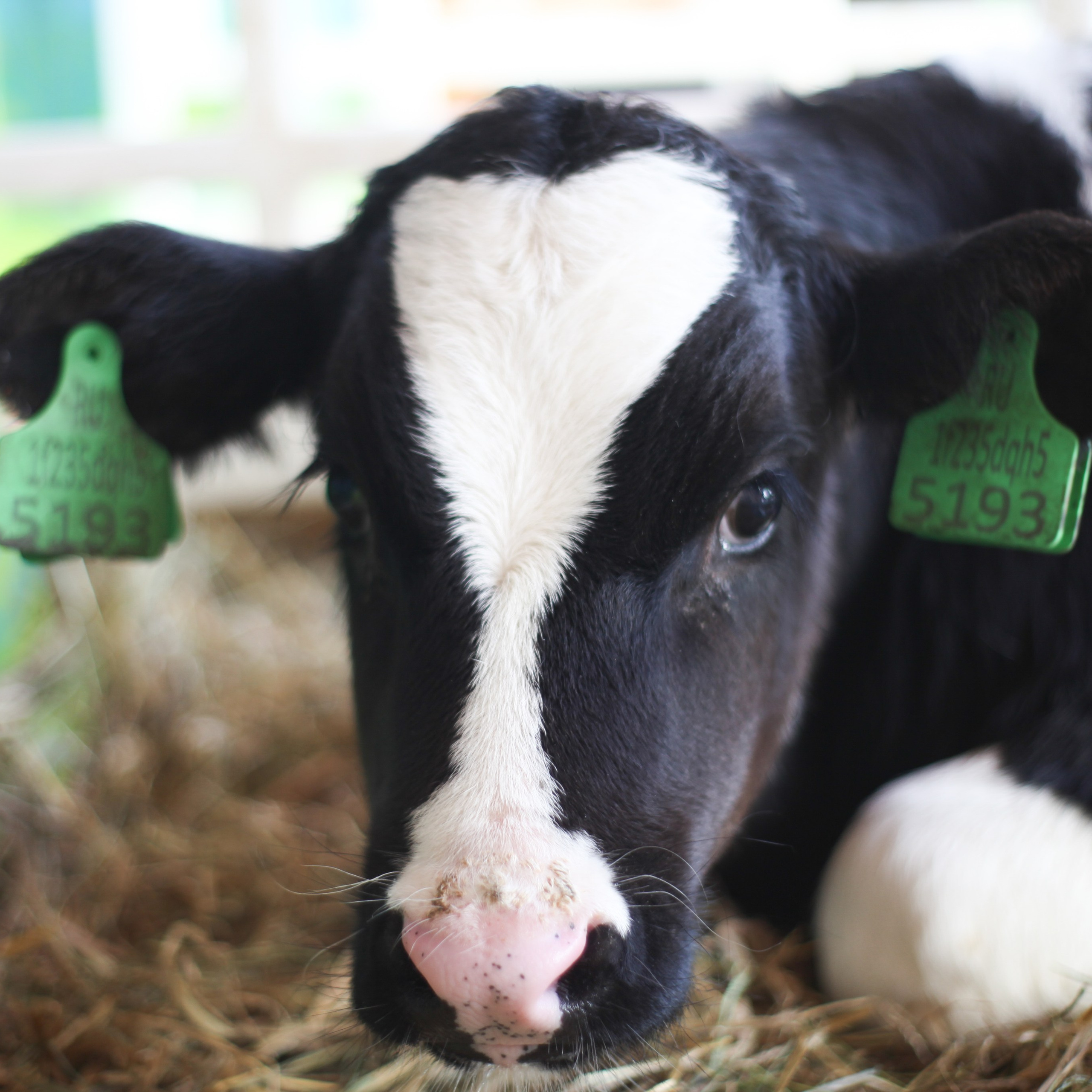 Экскурсия РостАгро. Событийный фотограф в Пушкино Светлана Мусатова
