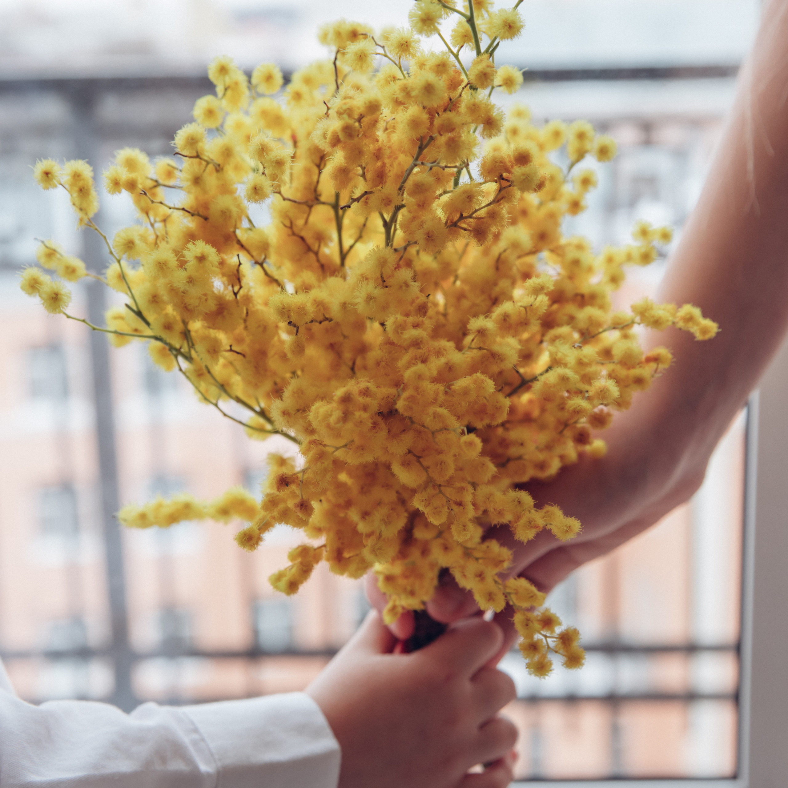 Фотодень с мимозой «Пробуждение»