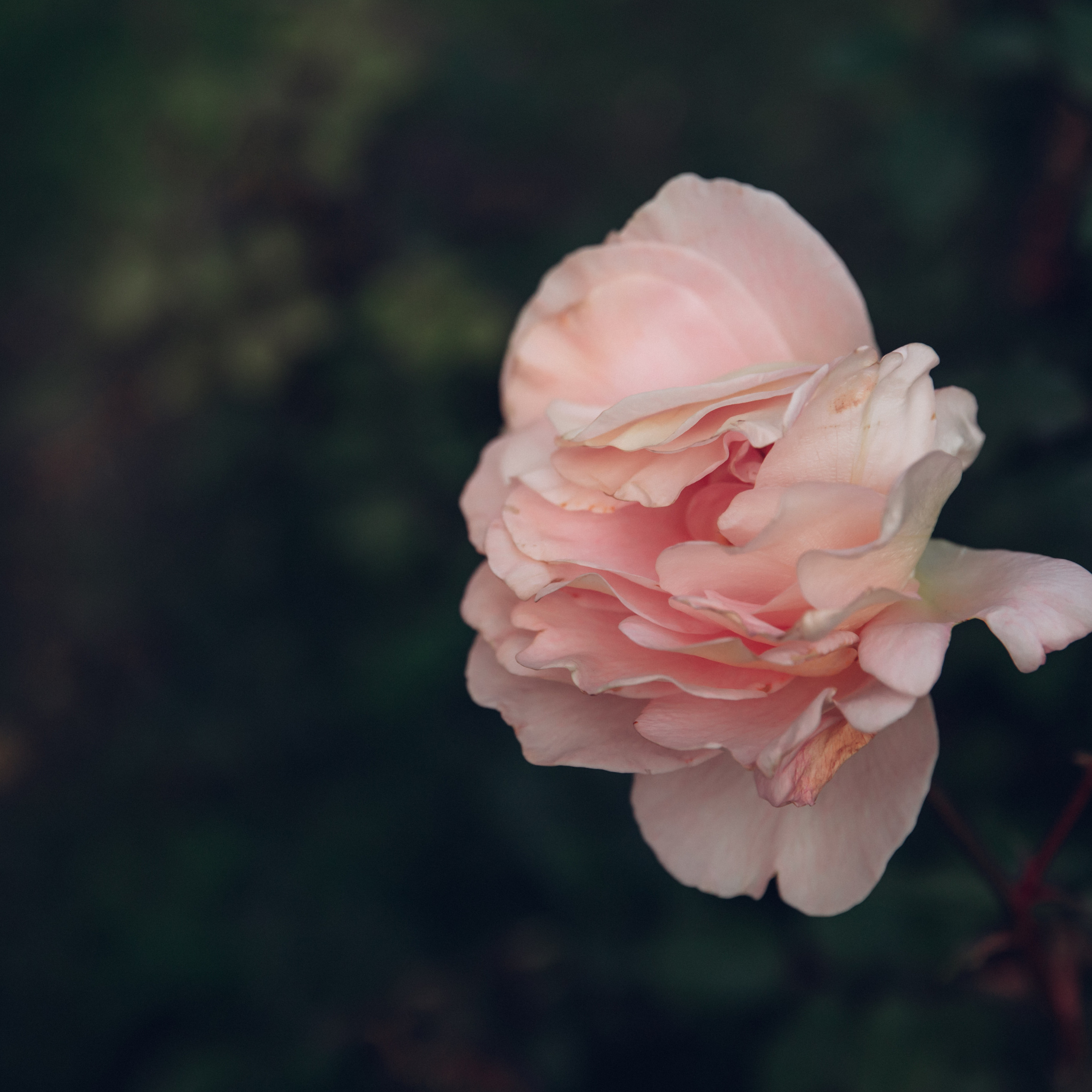 Алиса, Ляля и Агния, Елагин