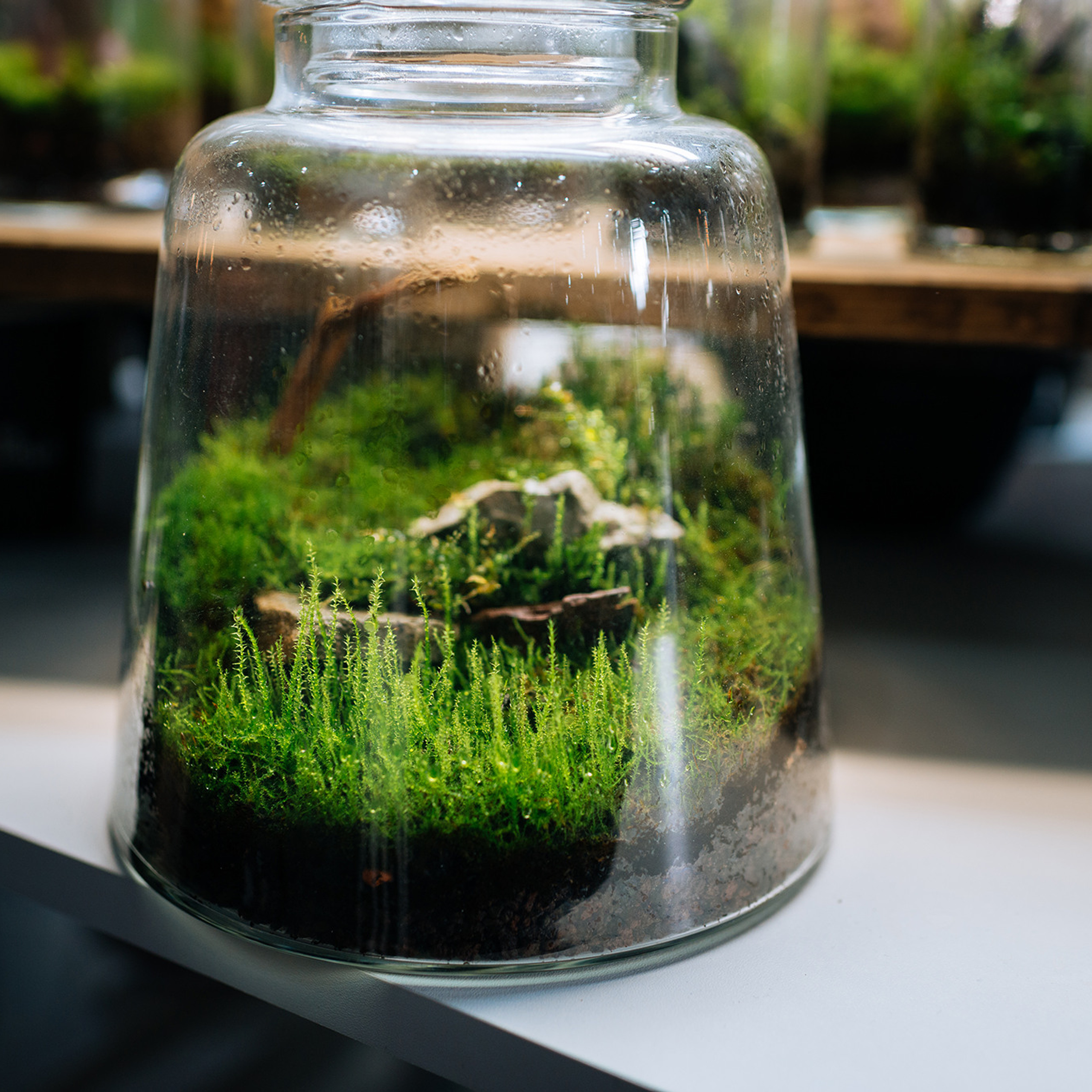 ORGANIC PUNK. Флорариумы