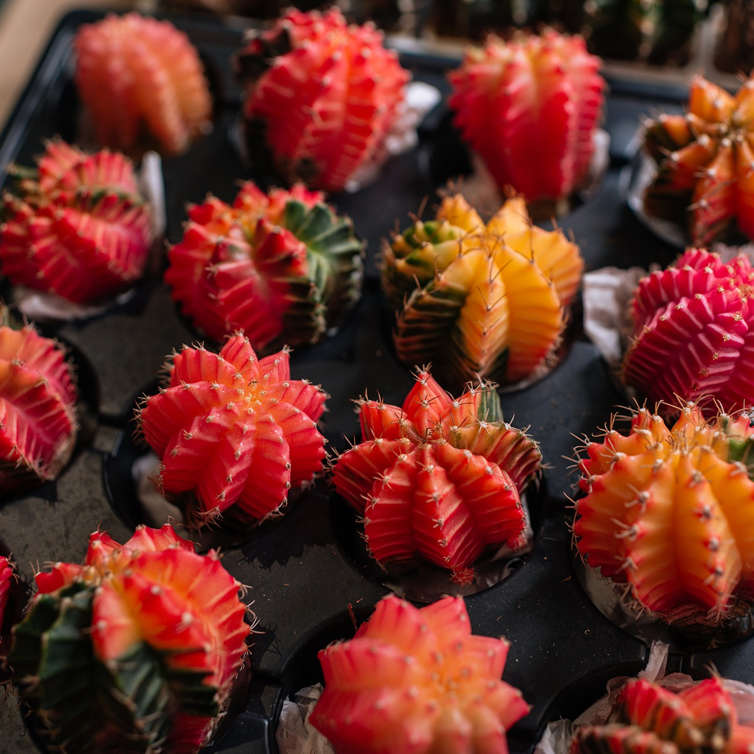 Ирина Шестакова. Редкие кактусы