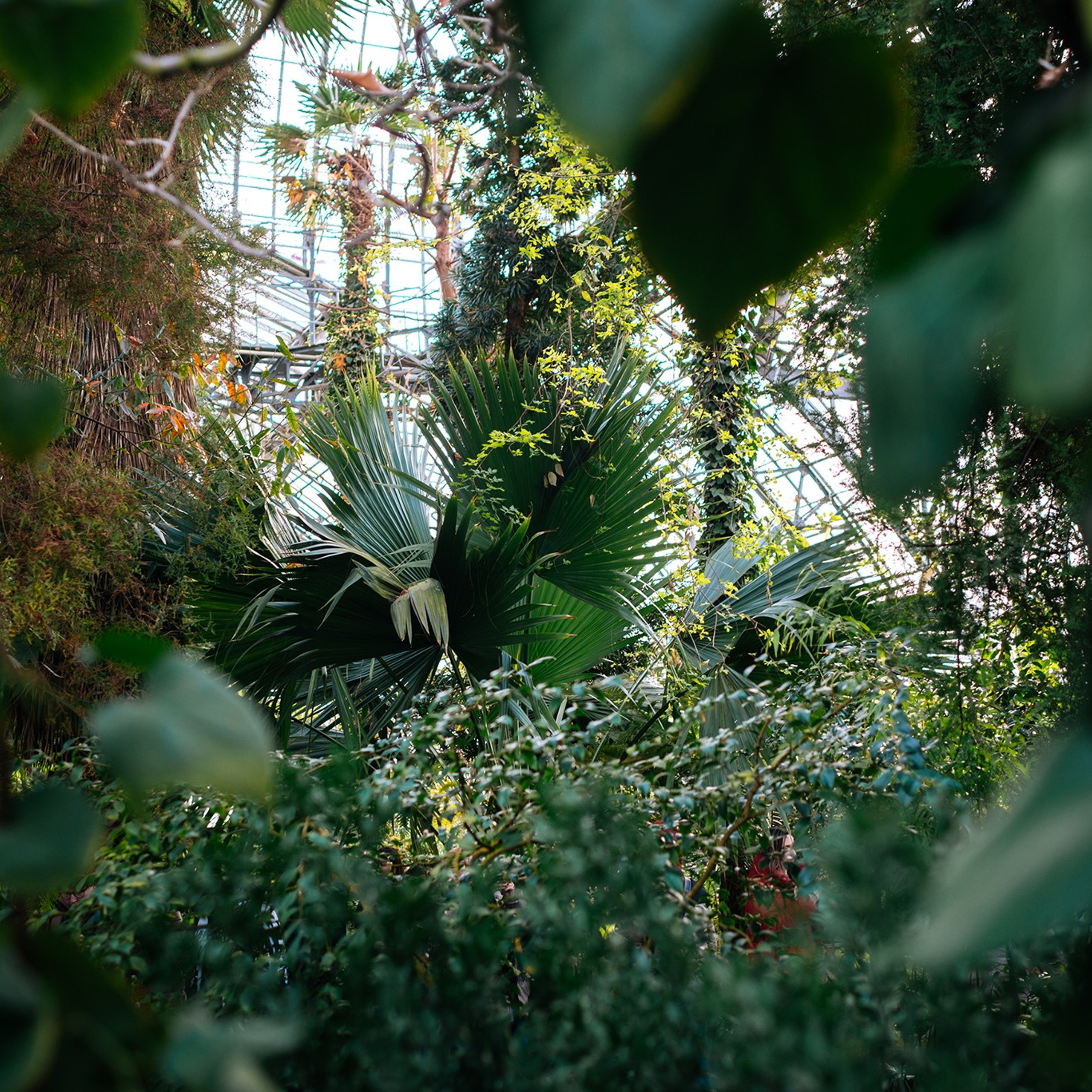 Ботанический&nbsp;сад. Субтропический маршрут. Март&nbsp;26