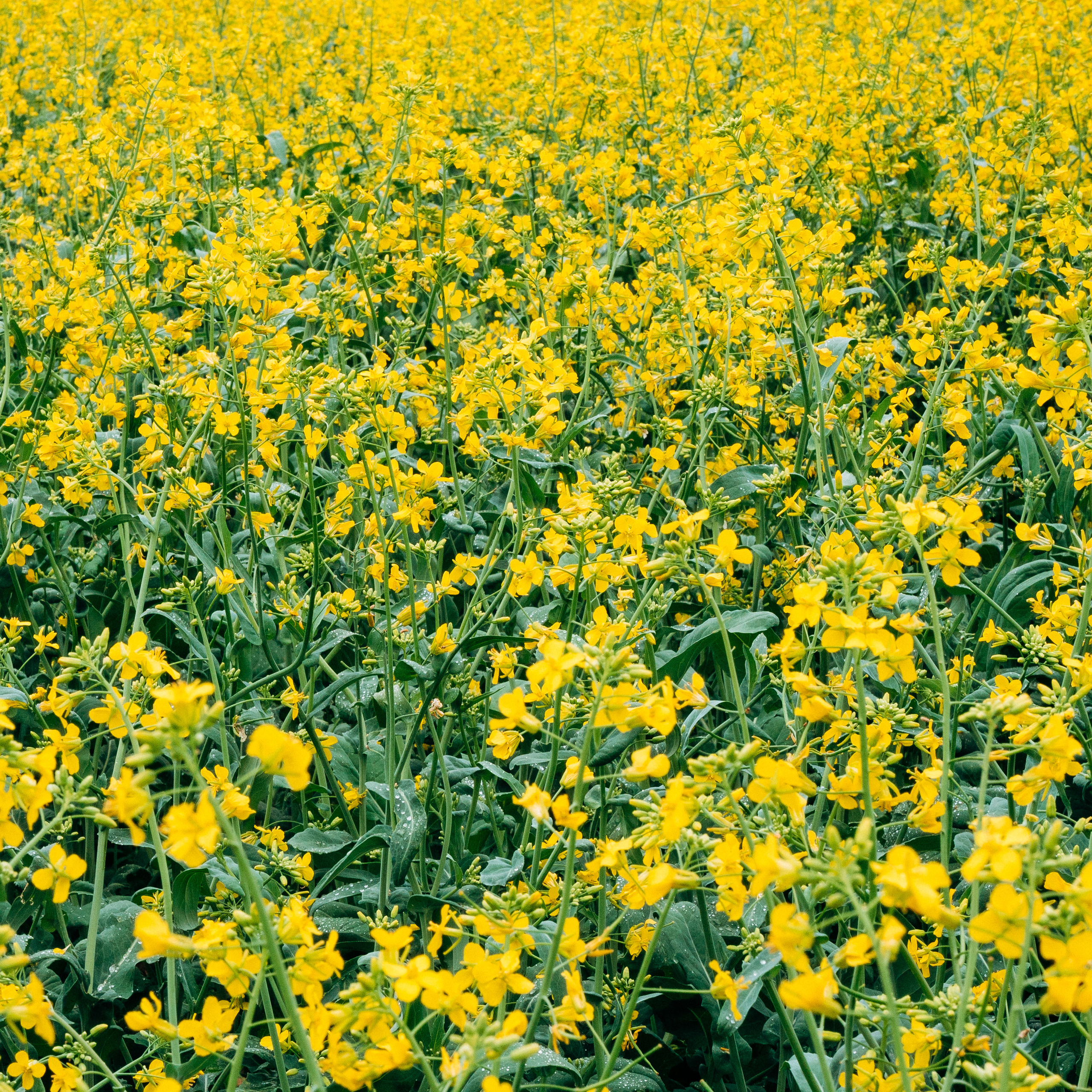 Отзывы. События ИНСТИТУТА МОЛОКА