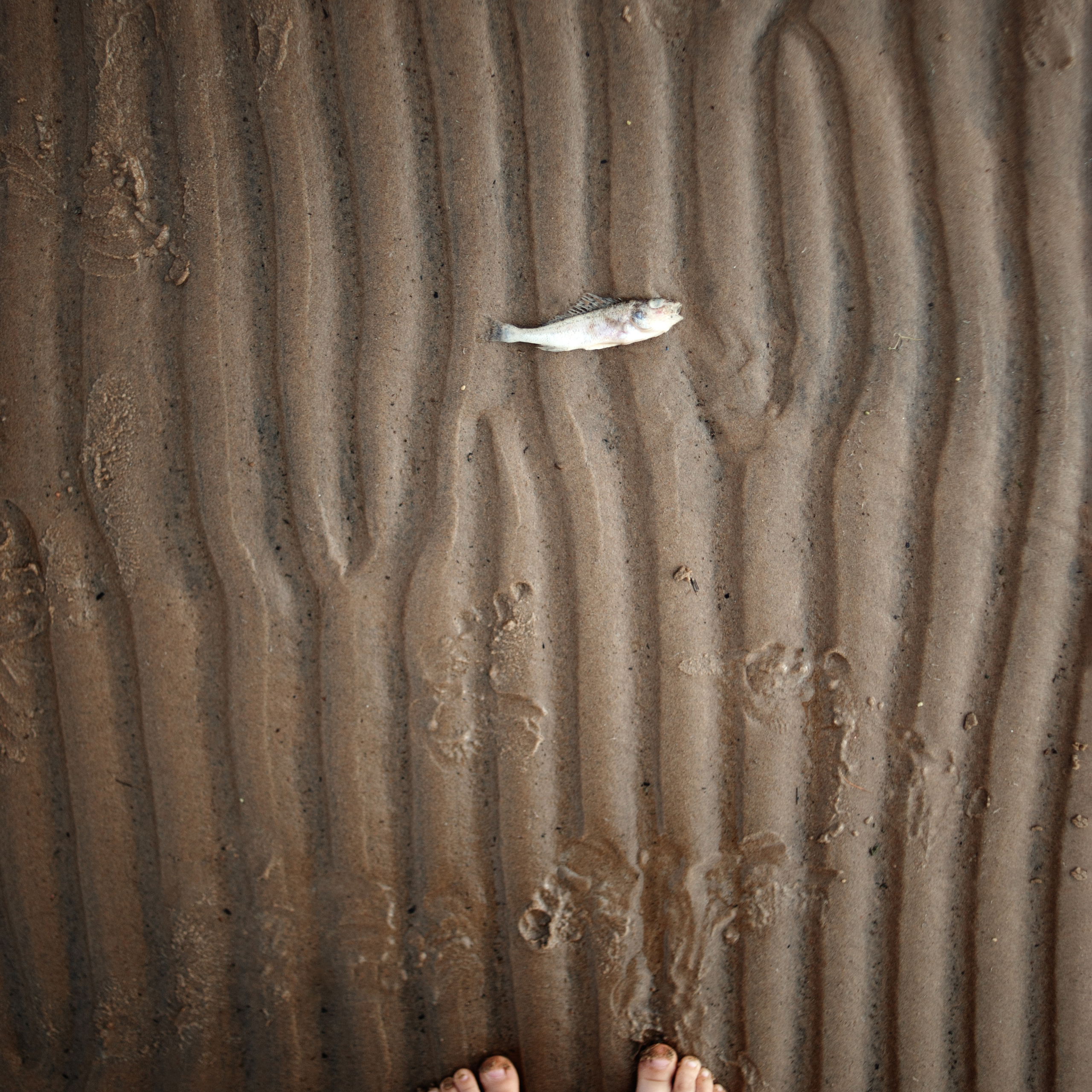 Смотри, рыба!