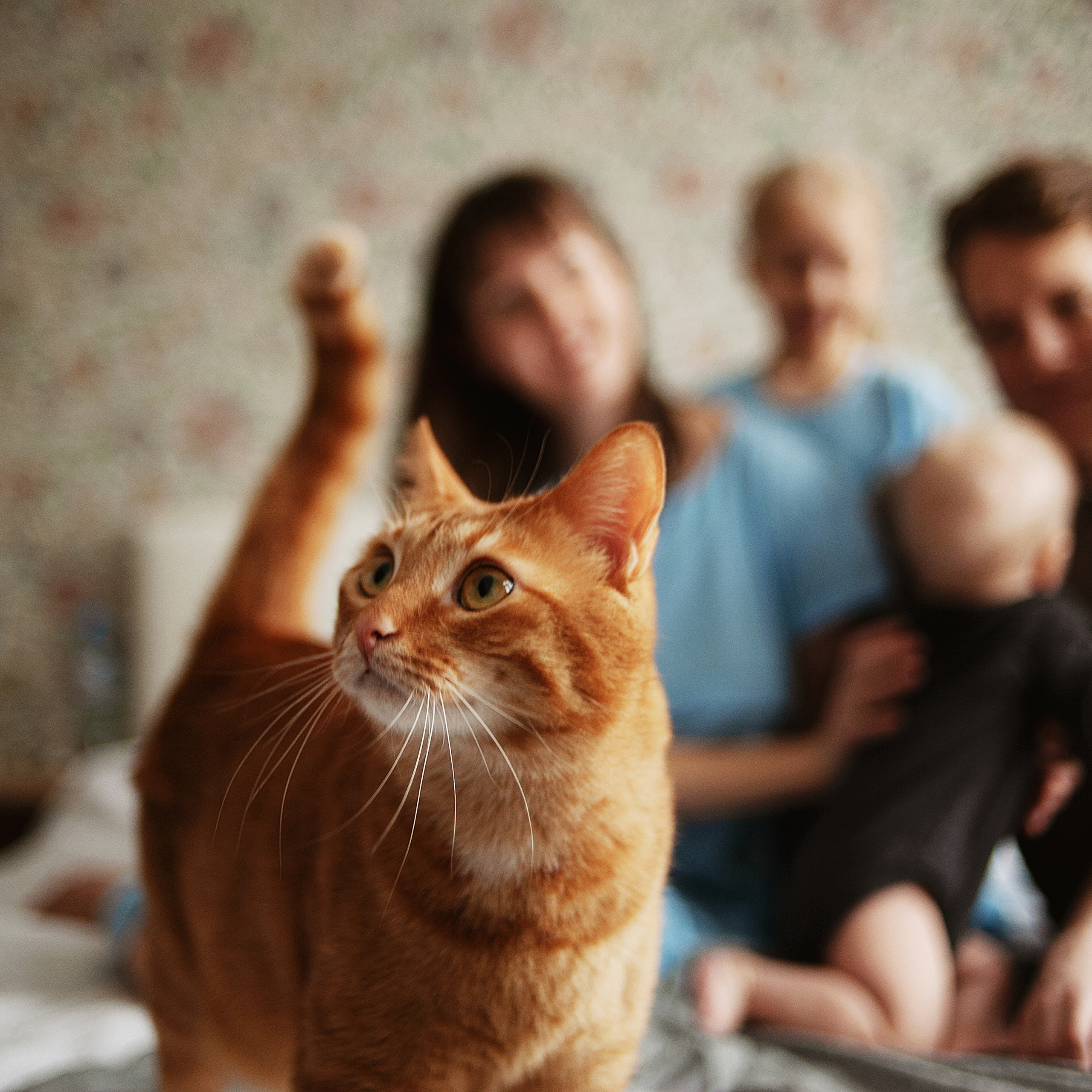 Мама, папа, Андей, Настя, Кирилл и кот