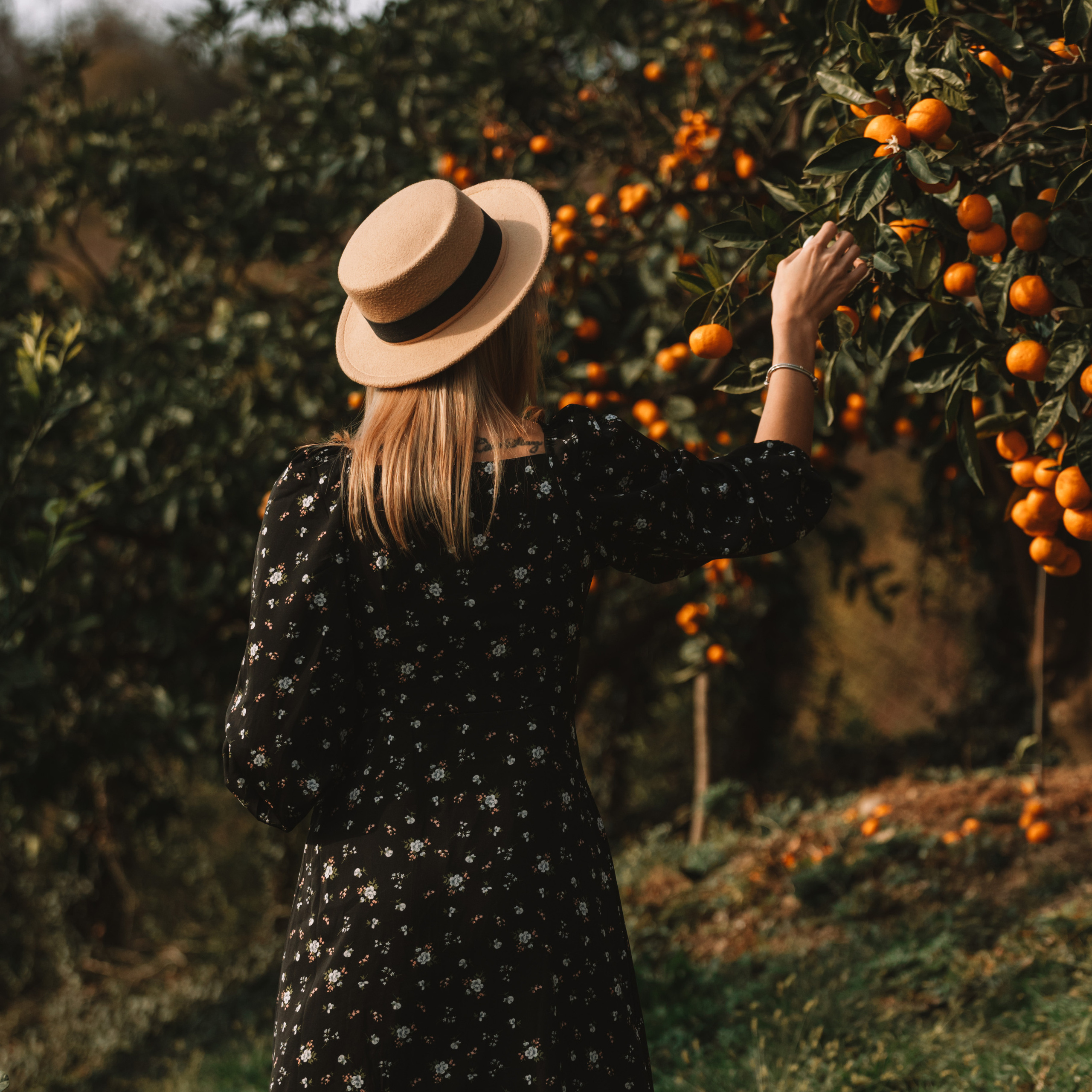 мандариновая роща