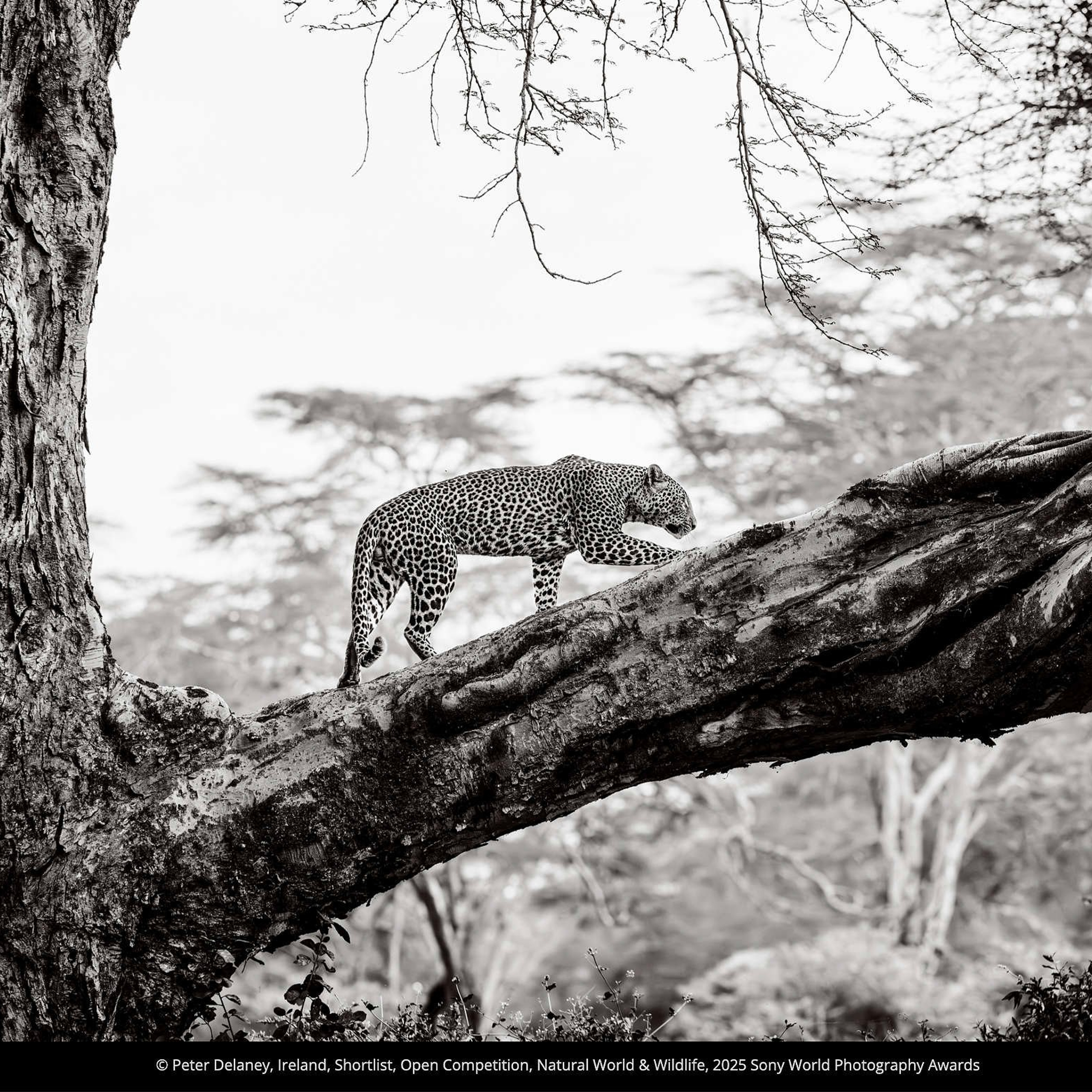 Фотоконкурсы июня 2025. Репортажный фотограф в Сочи — Михаил Мордасов