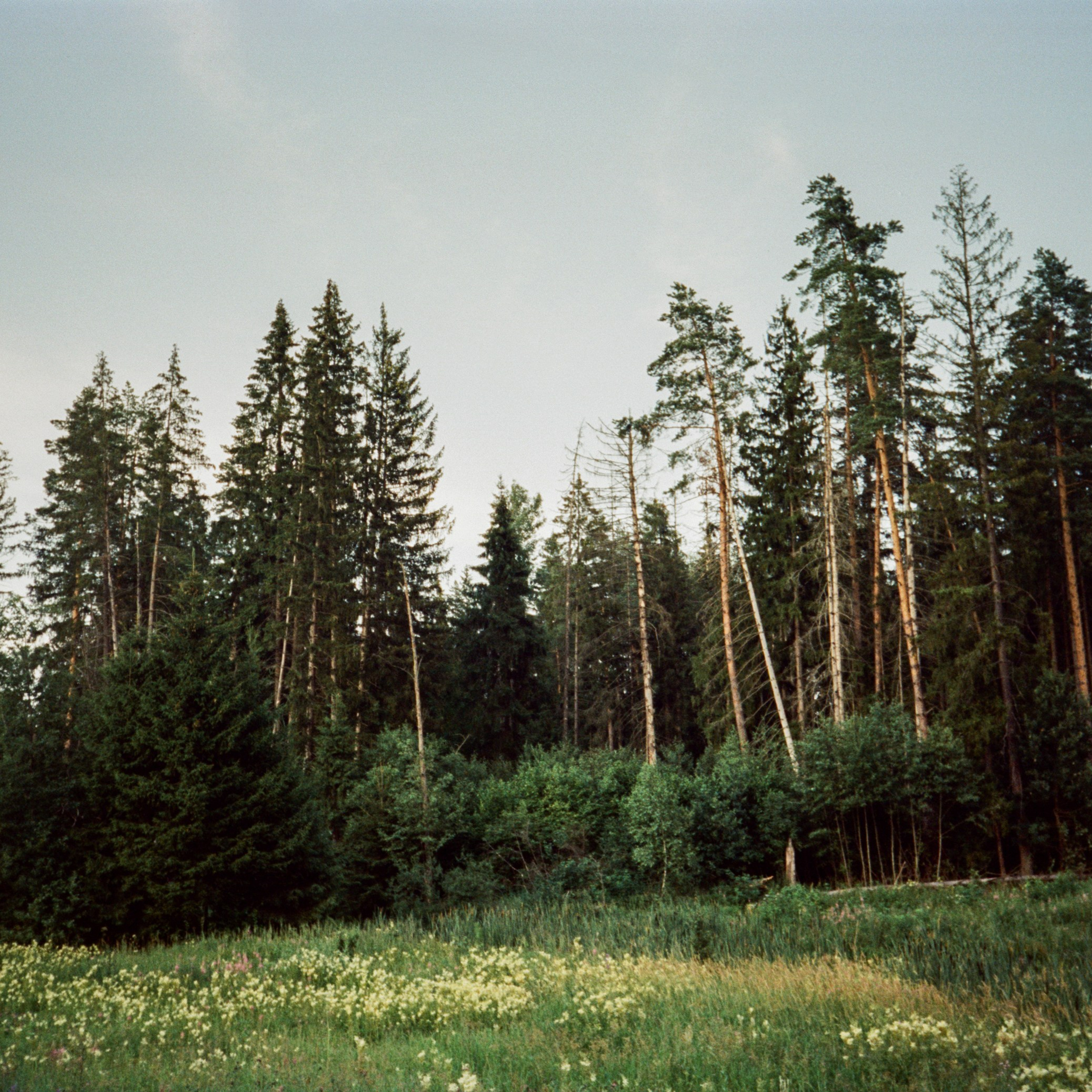 Cosina CX-1 — Cosinon 35 mm f3.5 | SFL 250D (Kodak Vision 3 250D) | июль 2025 г.