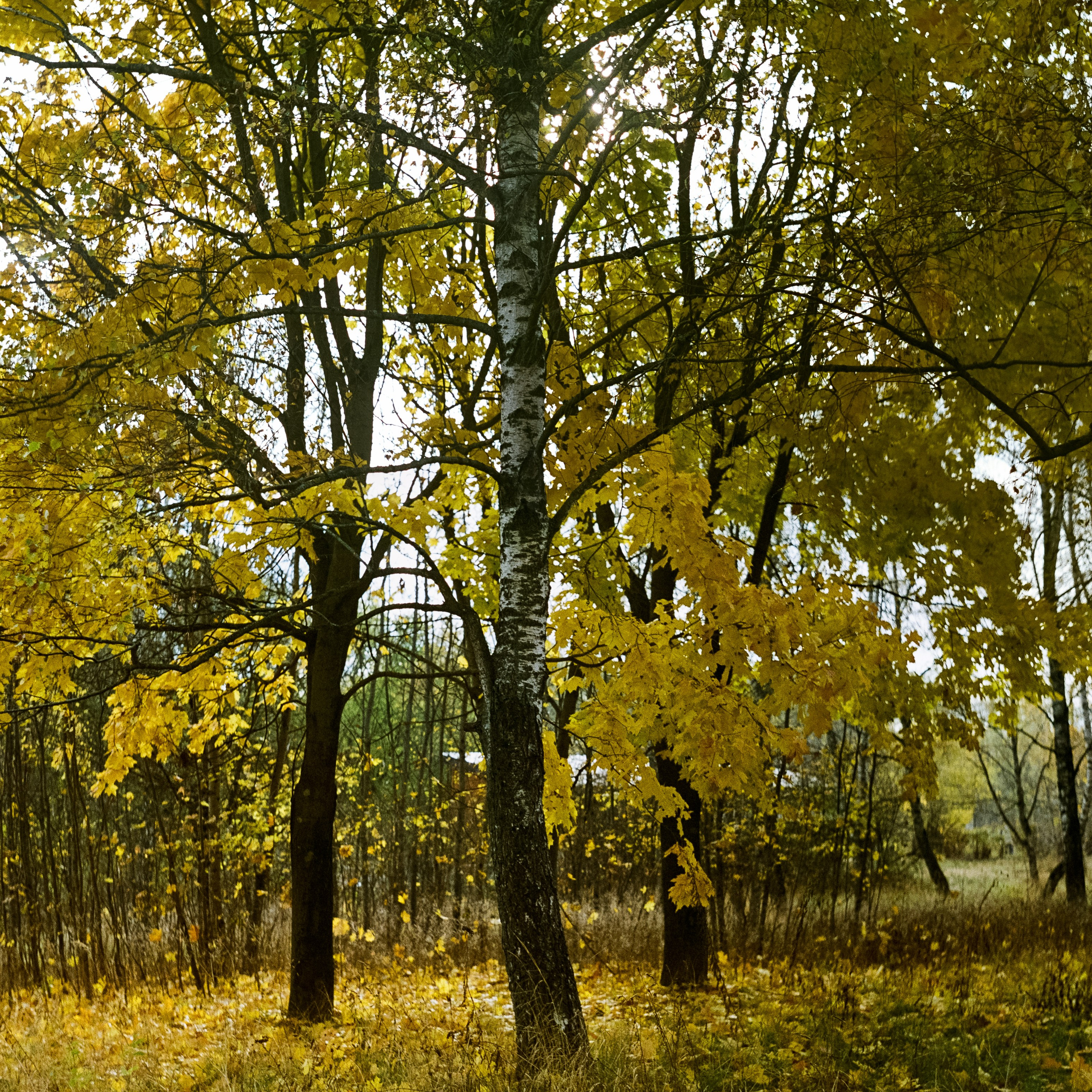 Wirgin Edixa Reflex-D — Carl Zeiss Jena Biotar 58 mm f/2.0 T — Fujicolor Superia 100 (просрочка)