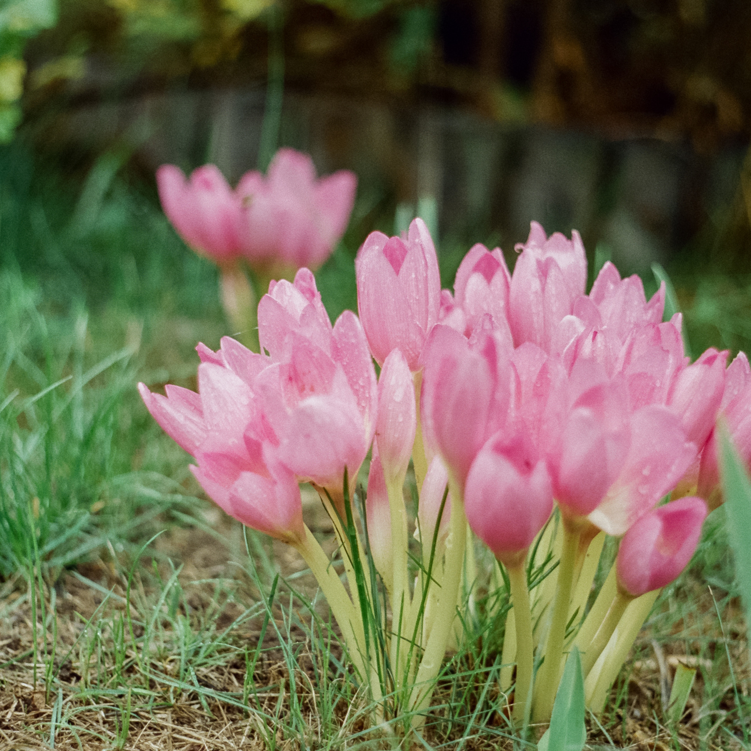 Kodak Retina IIIc — Retina Xenon C 50 mm f2.0 / Kodak Vision 3 250D
