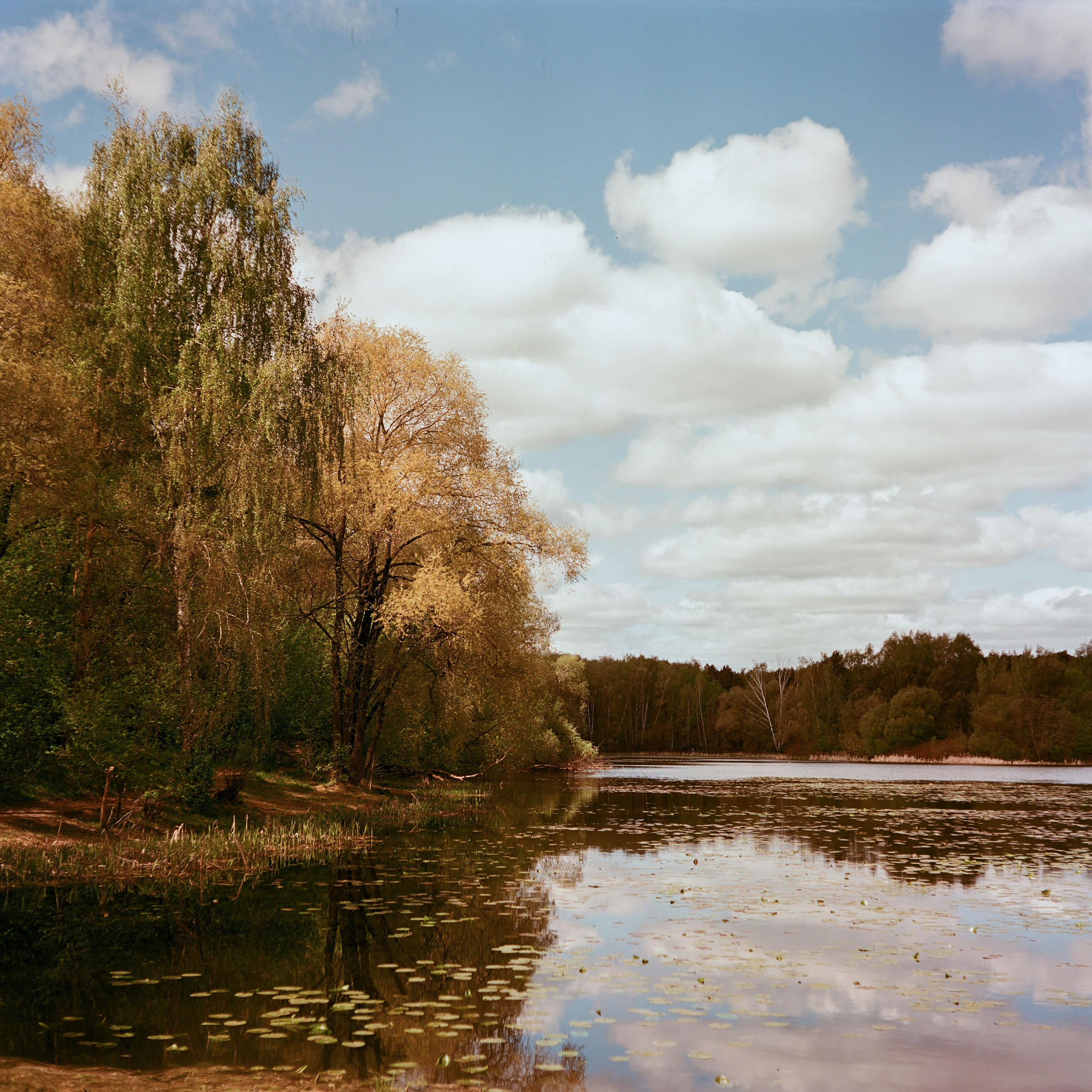Minolta Autocord | Aeronega ISO 100 (Aerocolor IV) | май 2025 года СерБор