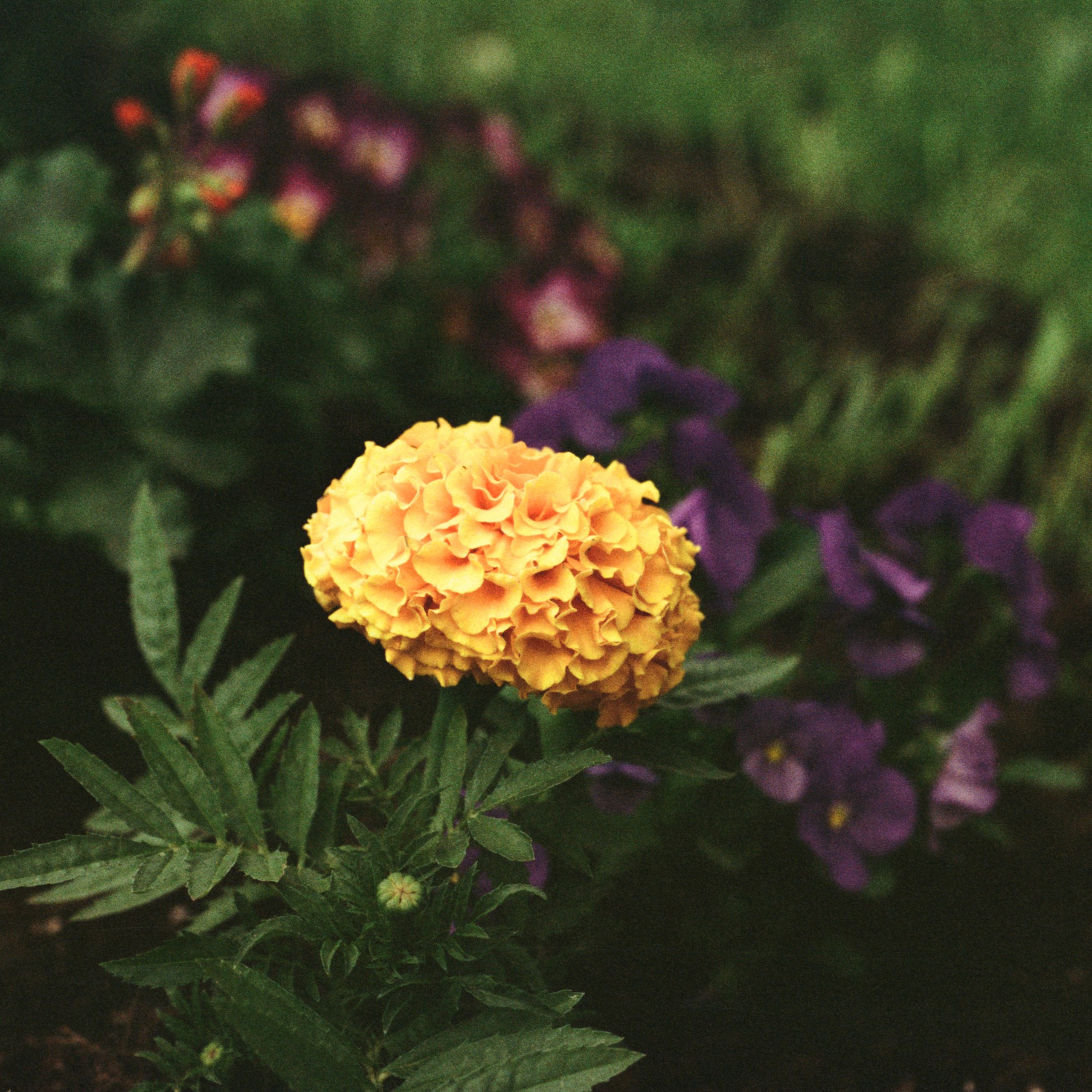 Nikon F100 — Micro-Nikkor-P.C Auto 55 mm f3.5 | Perspektiva Vision 3 250D | июнь 2025 года