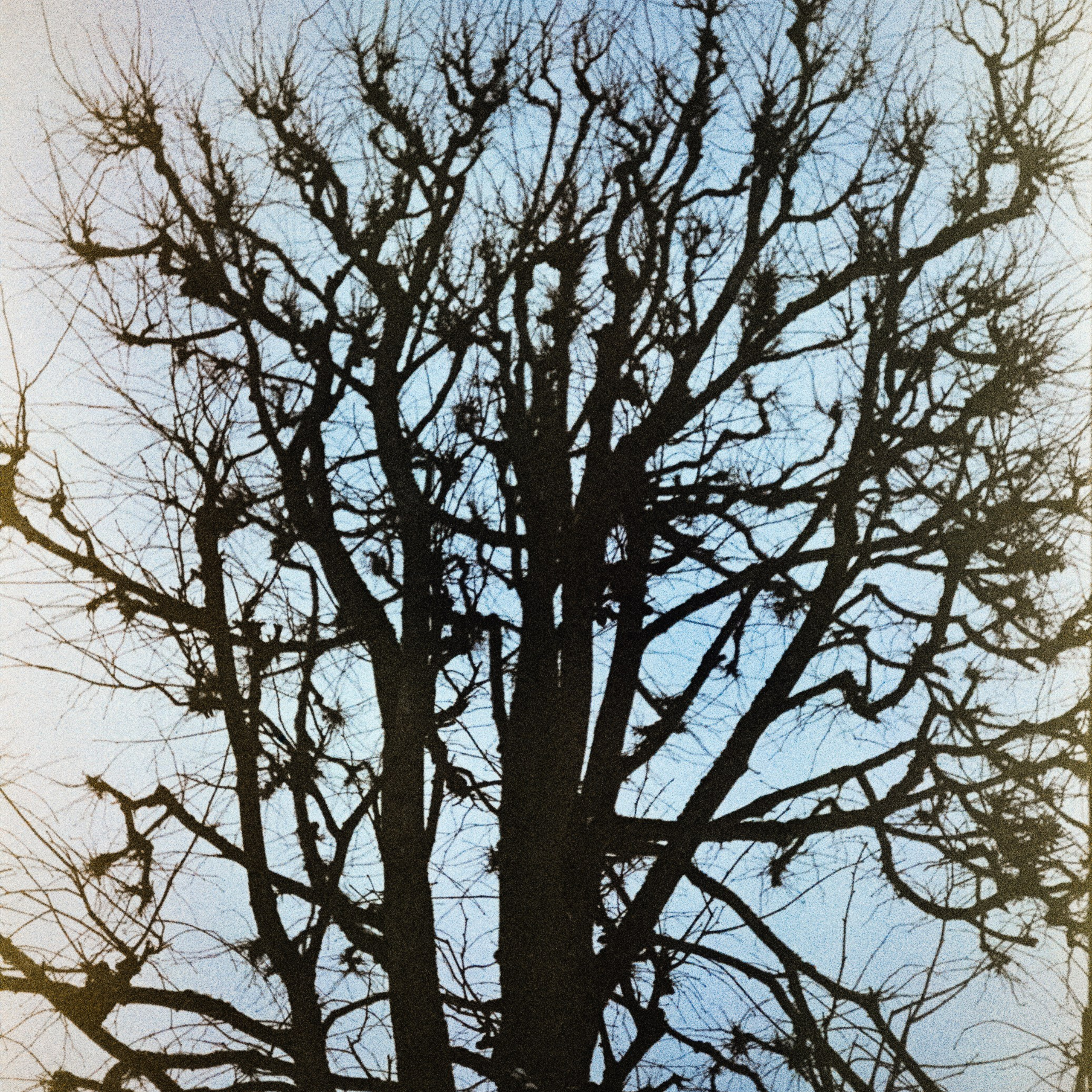 Fujicolor Superia 200 (просрочка) / Cosina CX-1 / 6 января 2025 года Усадьба Архангельское