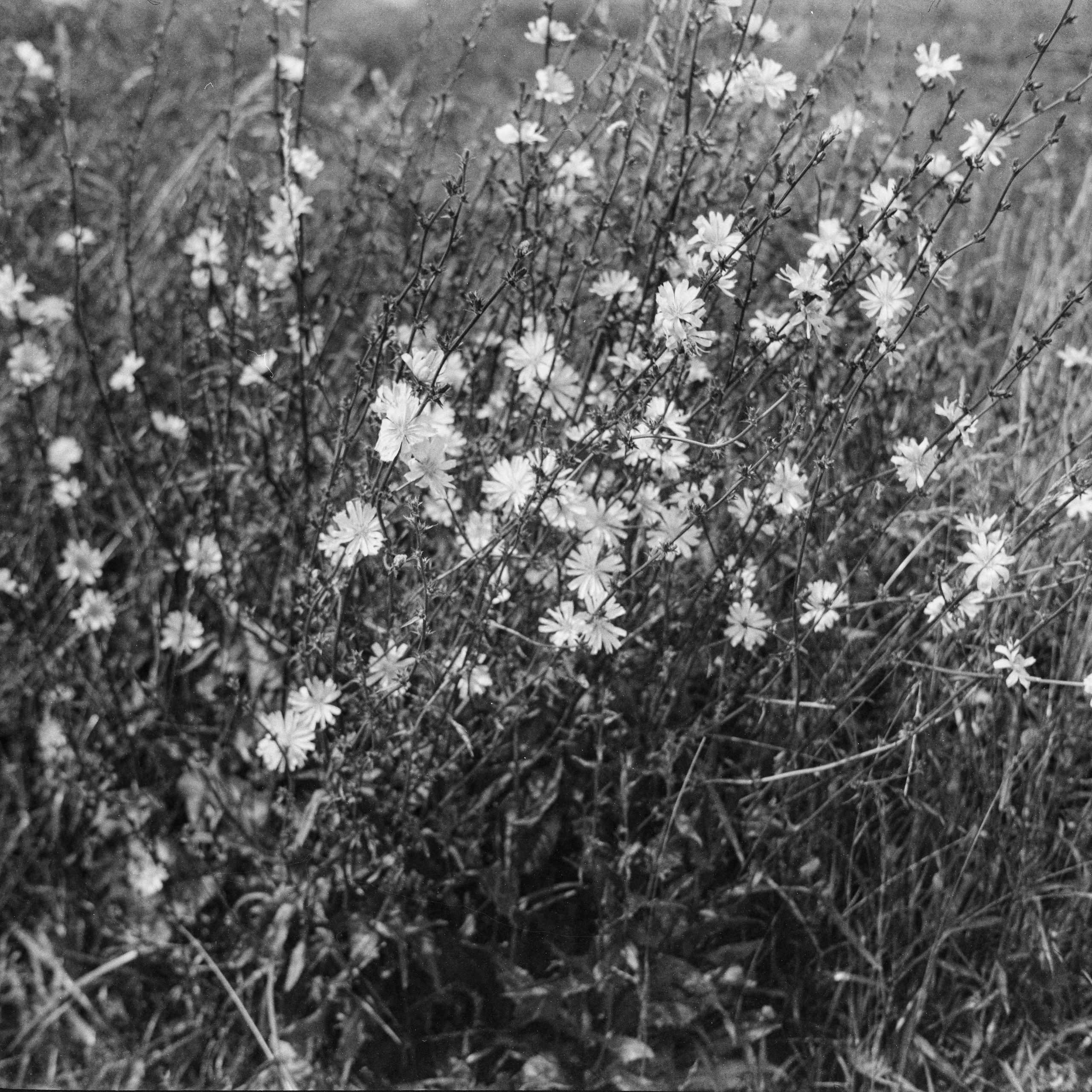 Welta Weltax — Carl Zeiss Jena Tessar T 75 mm f3.5 | Fomapan Action 400