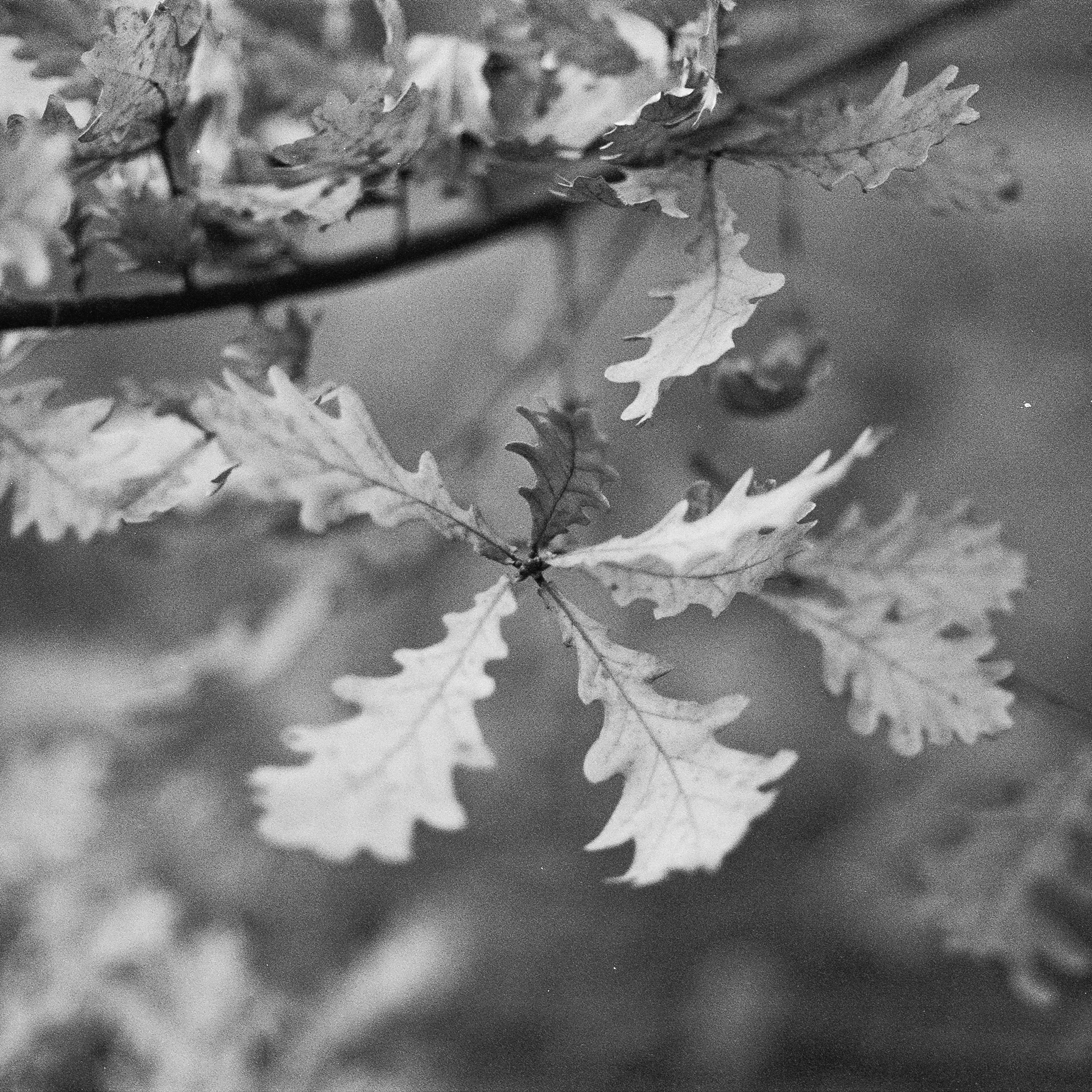 Minolta AF 85 mm f1.4 — Minolta Dynax 800si / Ilford HP5 Plus 400