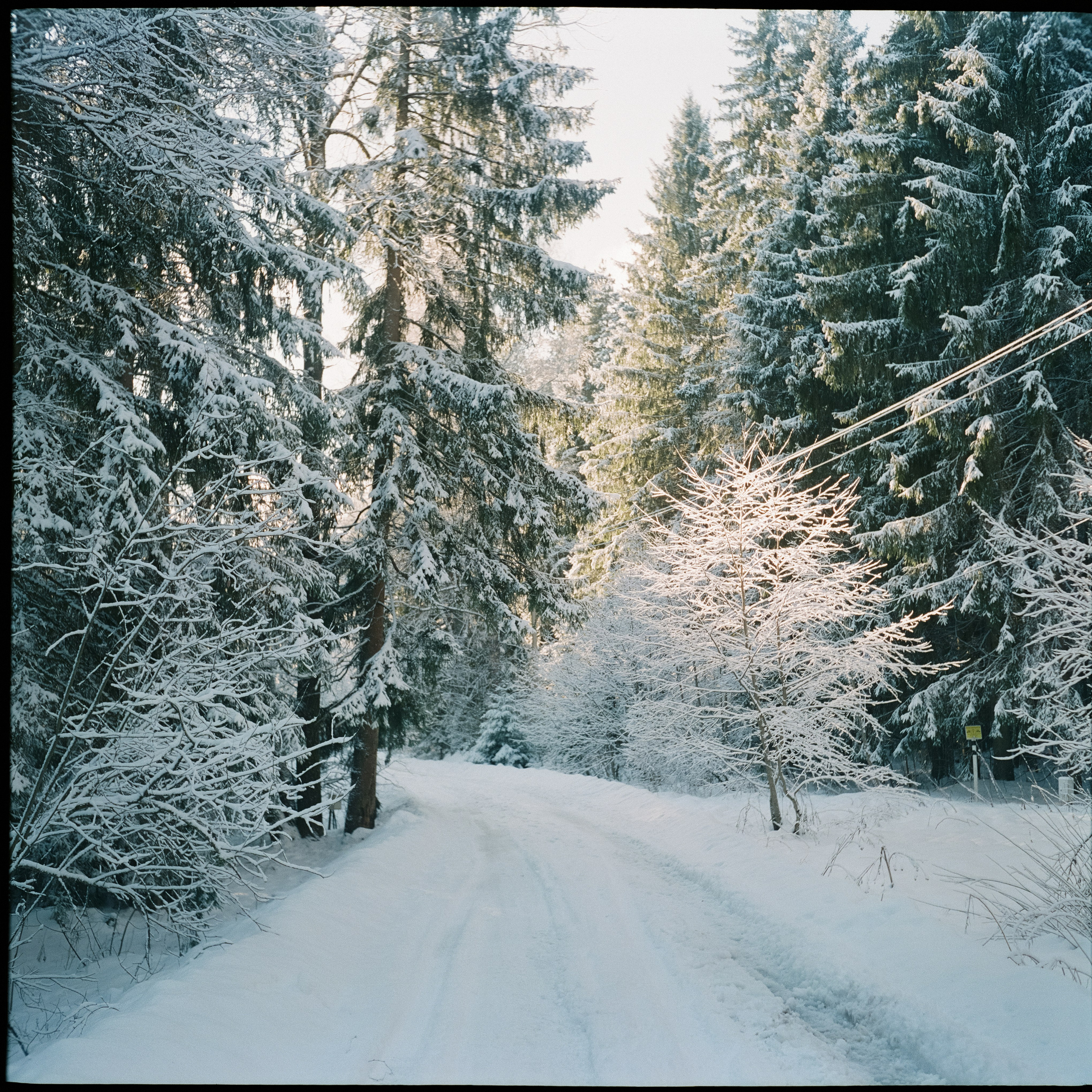 Январь 2025 года / Давыдовское / Fujicolor PRO 400H / Super Fujica-6 (2)