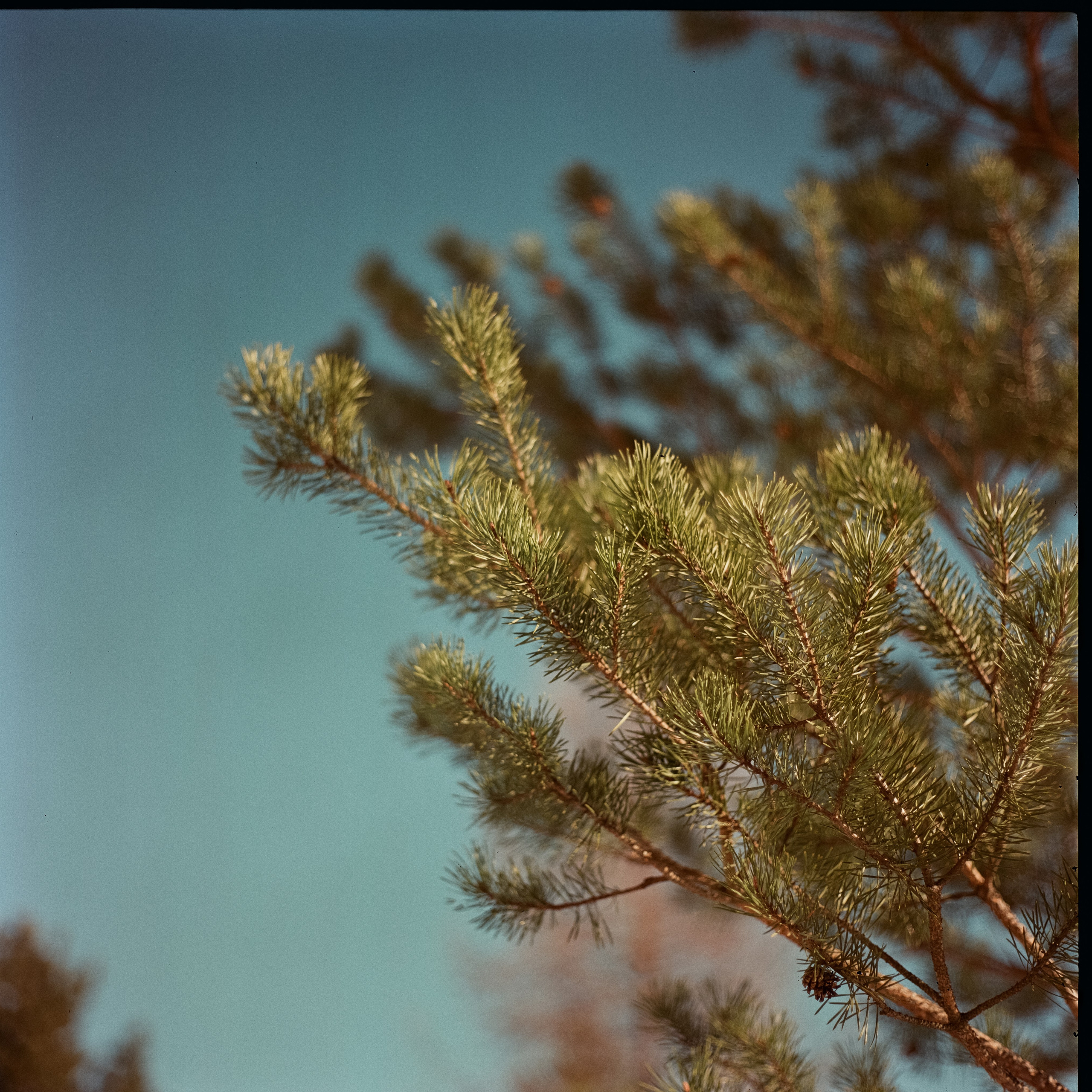 Kowa Six / Kodak Aerocolor IV C-41 / Лукино